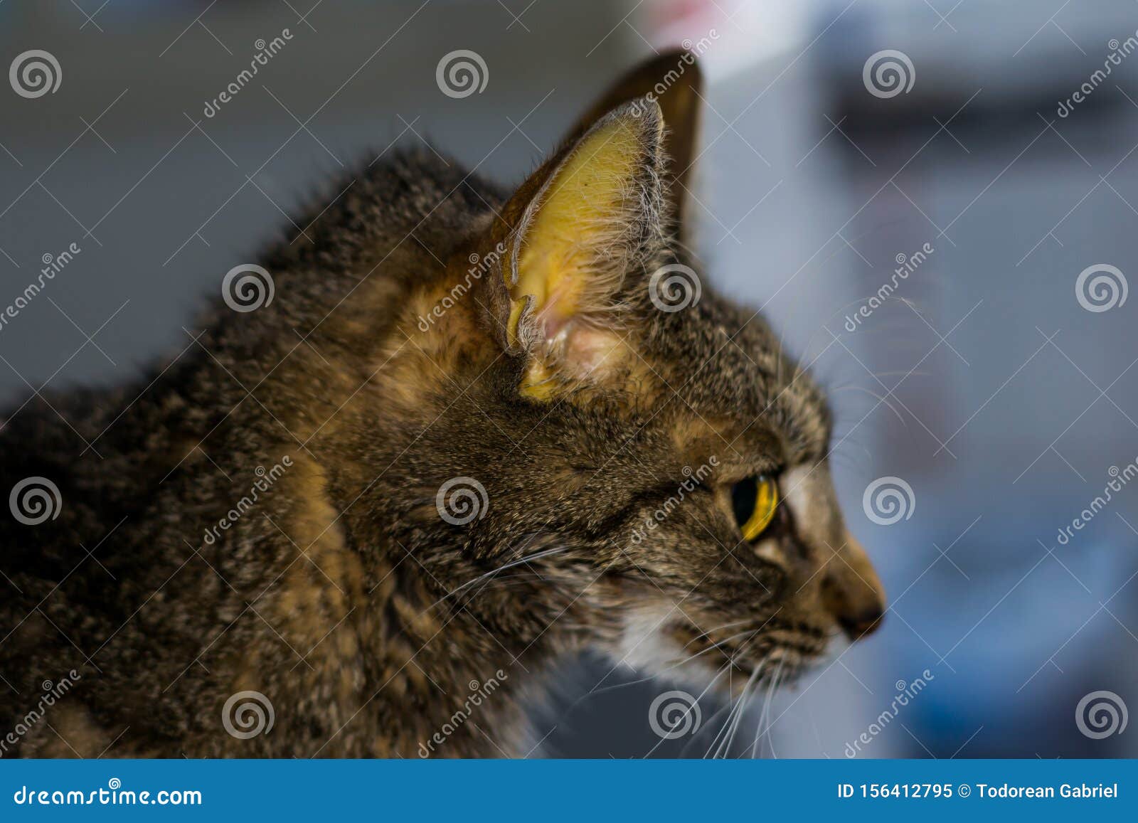 Adult Cat With Liver Failure, Jaundice Skin And Dehydration Stock Image