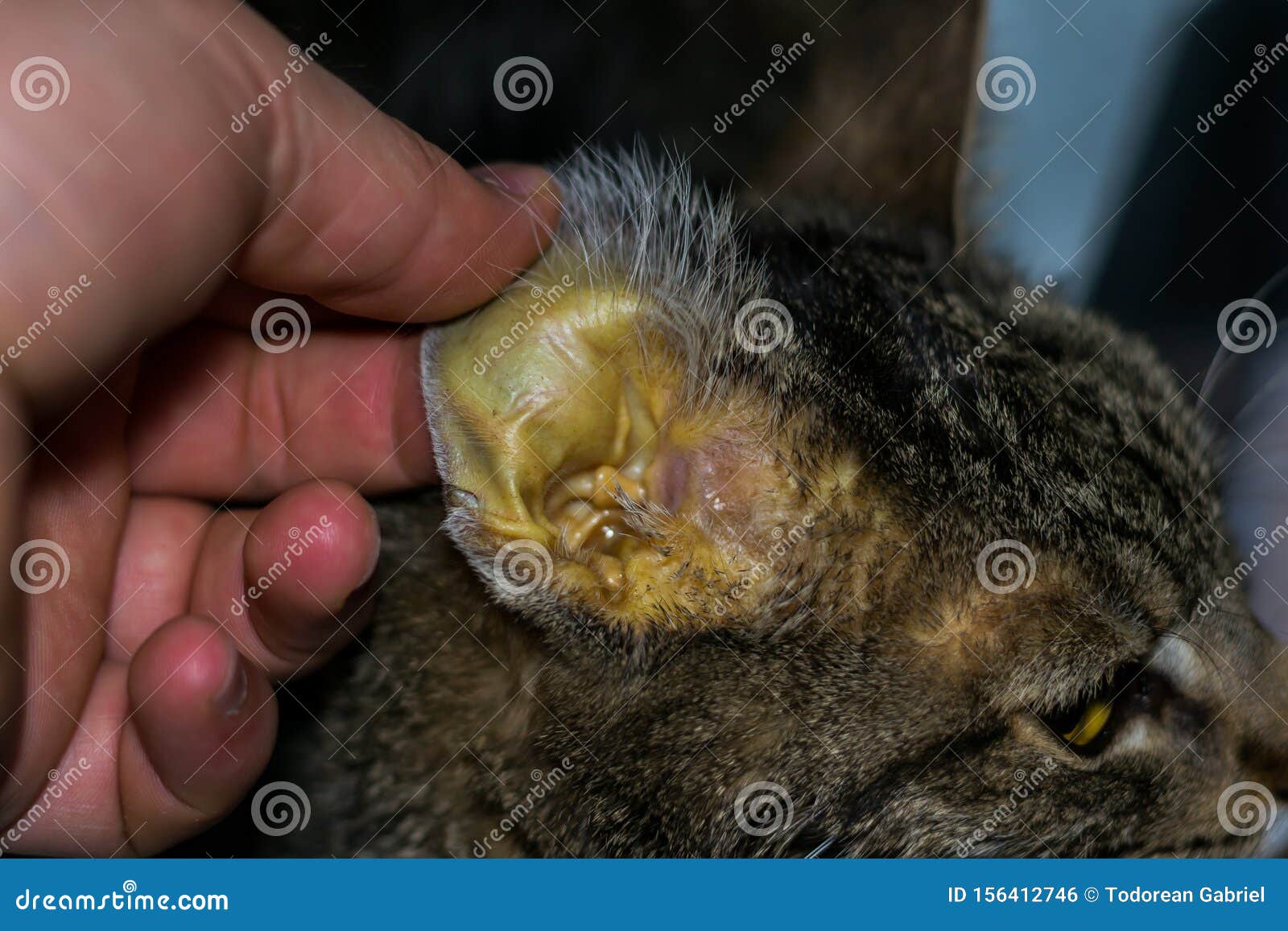 Adult Cat With Liver Failure, Jaundice Skin And Dehydration Stock Photo