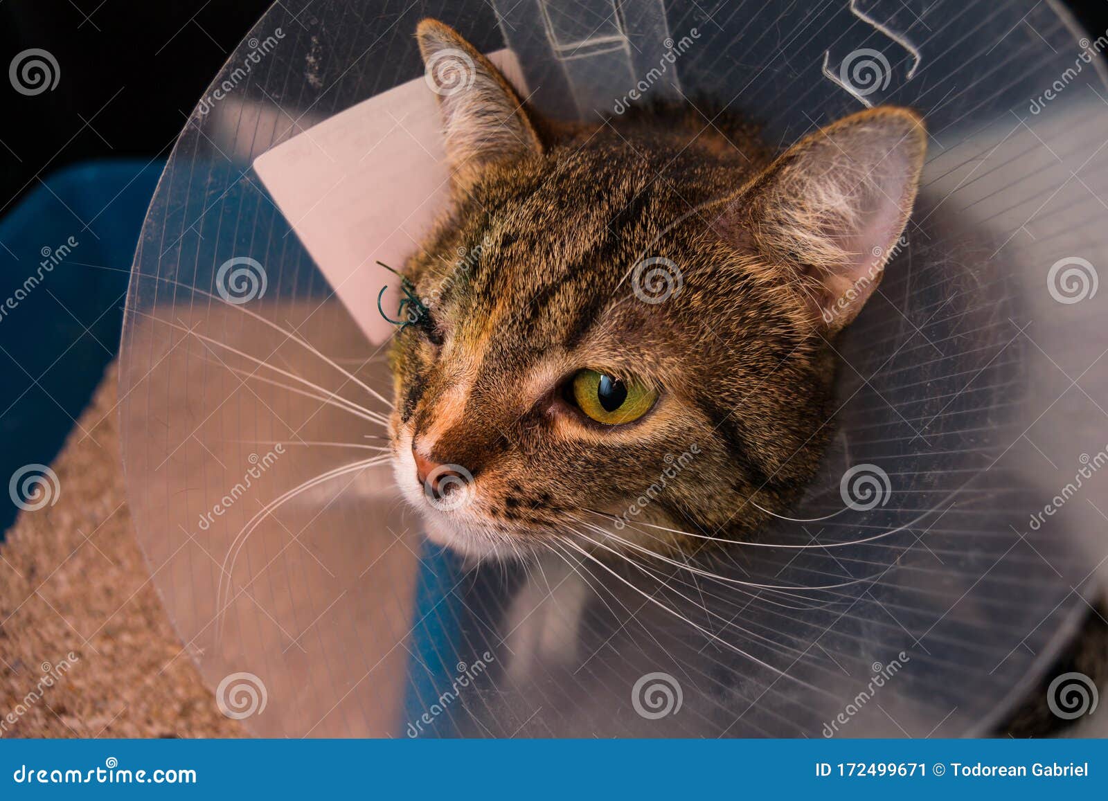 Adult Cat with One Eye and Collar after Eye Surgery Stock Image Image