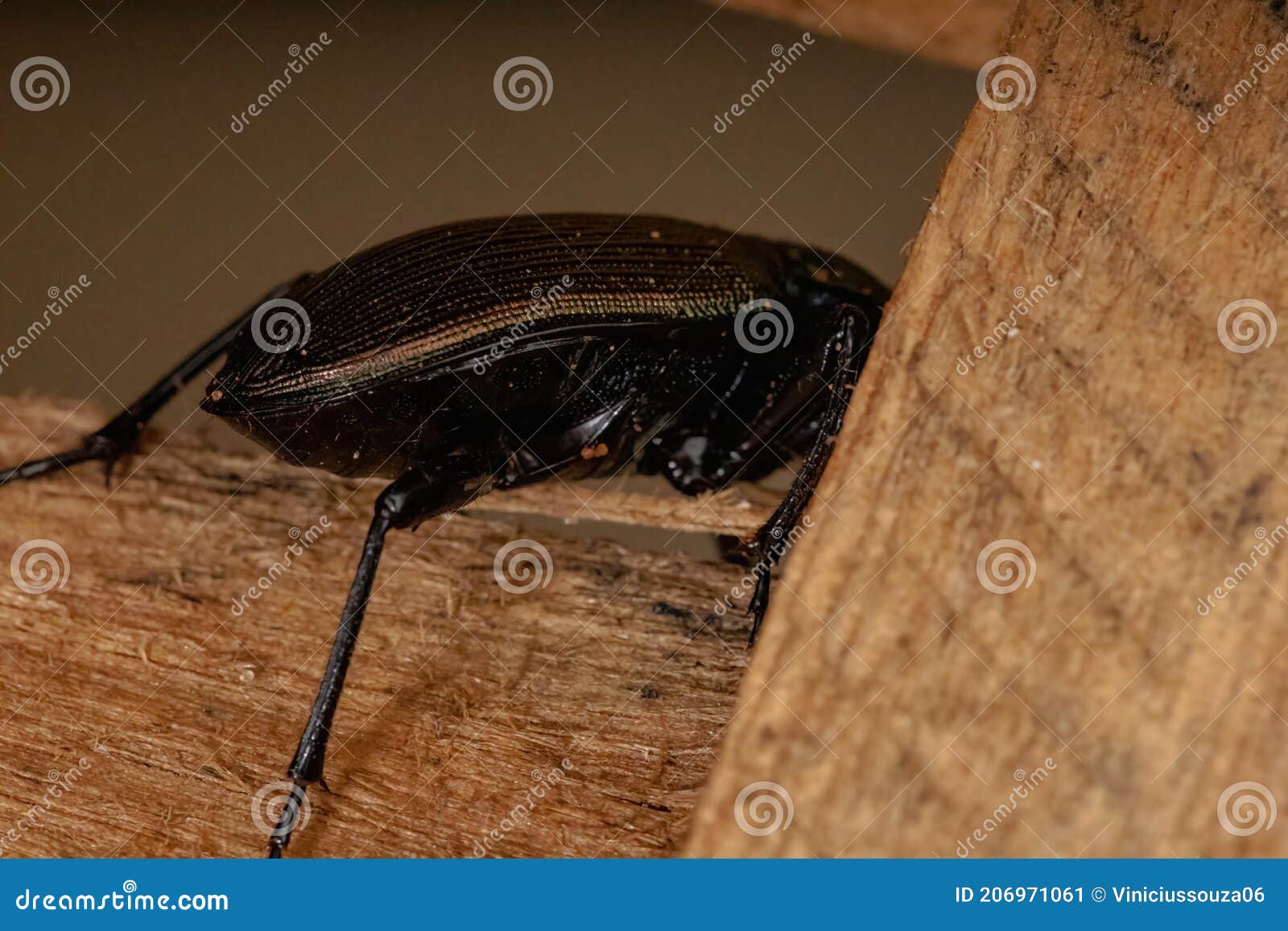 adult caterpillar hunter beetle