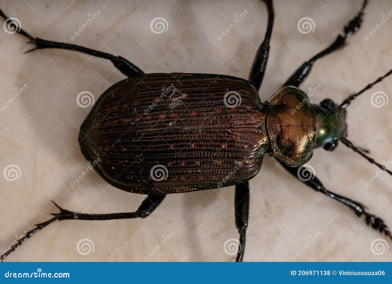 adult caterpillar hunter beetle