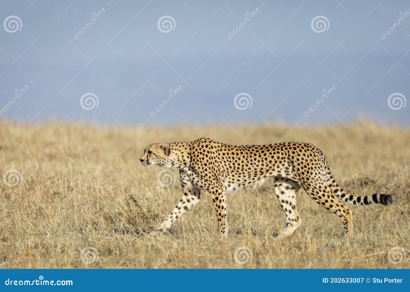 Adult cheetah walking in dry grass in Masai Mara in Kenya. Adult cheetah walking in the grassy plains of Masai Mara in Kenya