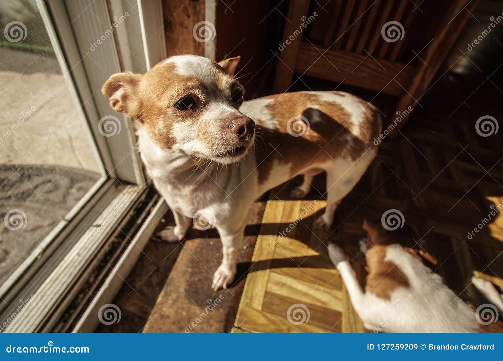 an adult chihuahua wanting to go outside