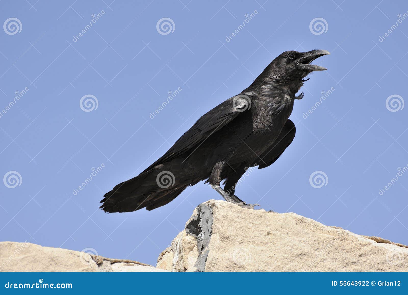 adult chihuahuan raven