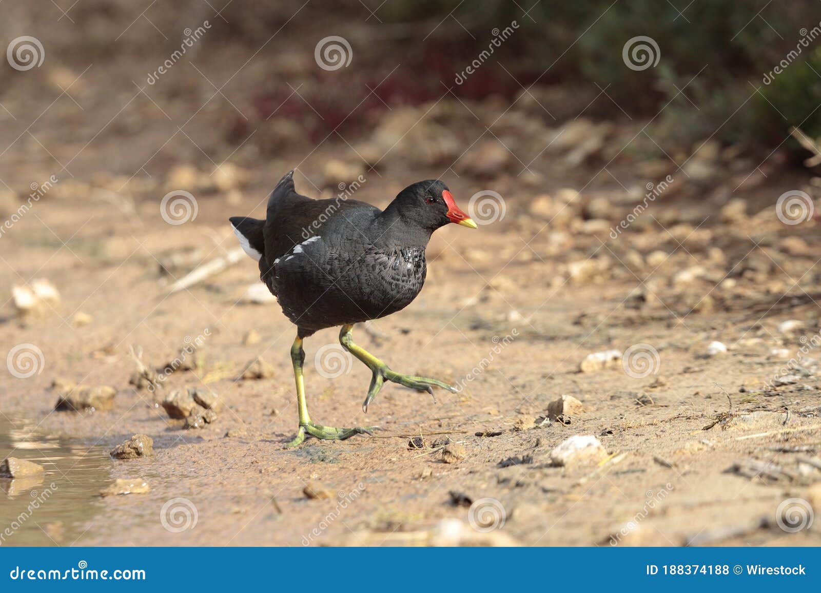 Adult Common Moorhen, Ghadira Nature Reserve, Malta, Mediterranean Stock Photo - Image of nature, malta: 188374188