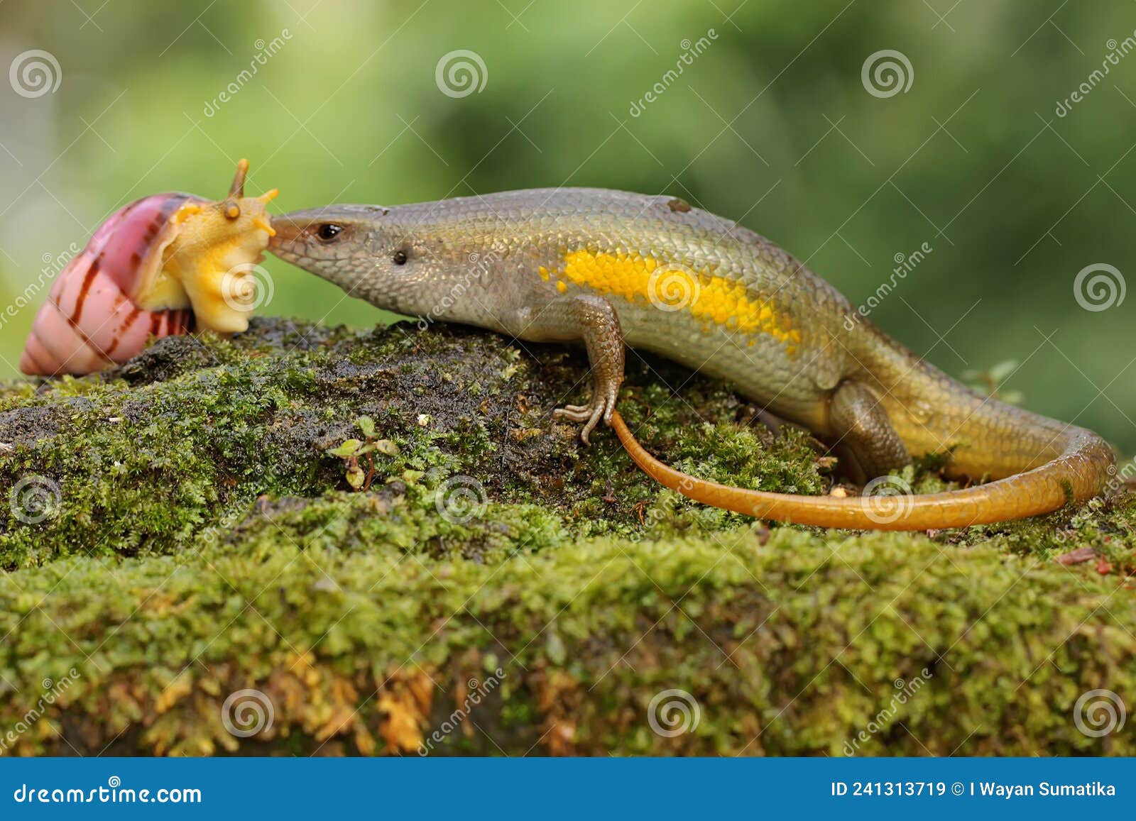 an adult common sun skink prepares to eat a snail.