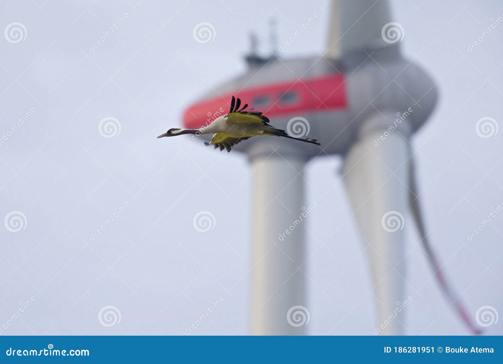 an adult crane bird flying dangerously near the blades of a wind turbine.