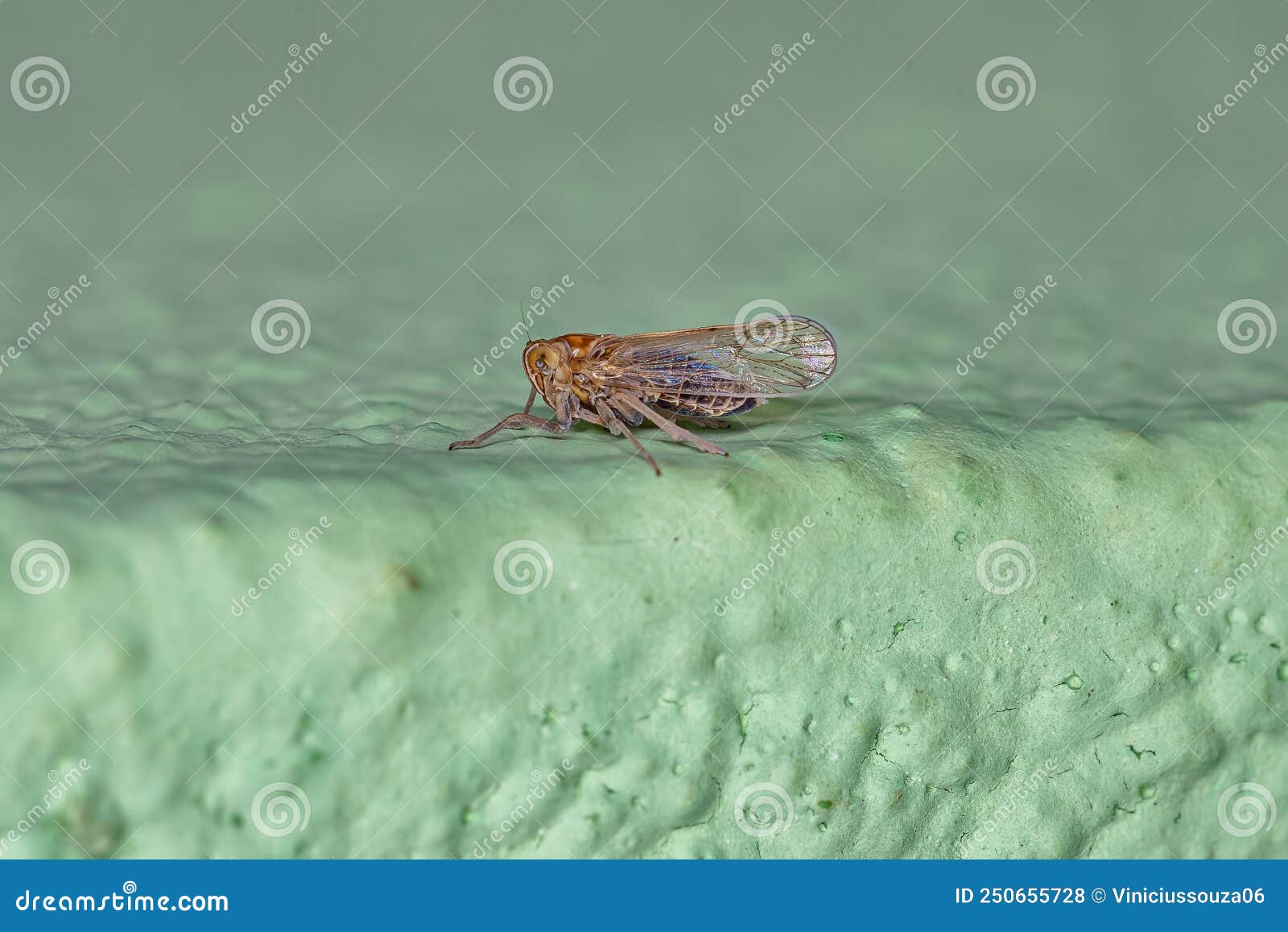 adult delphacid planthopper insect