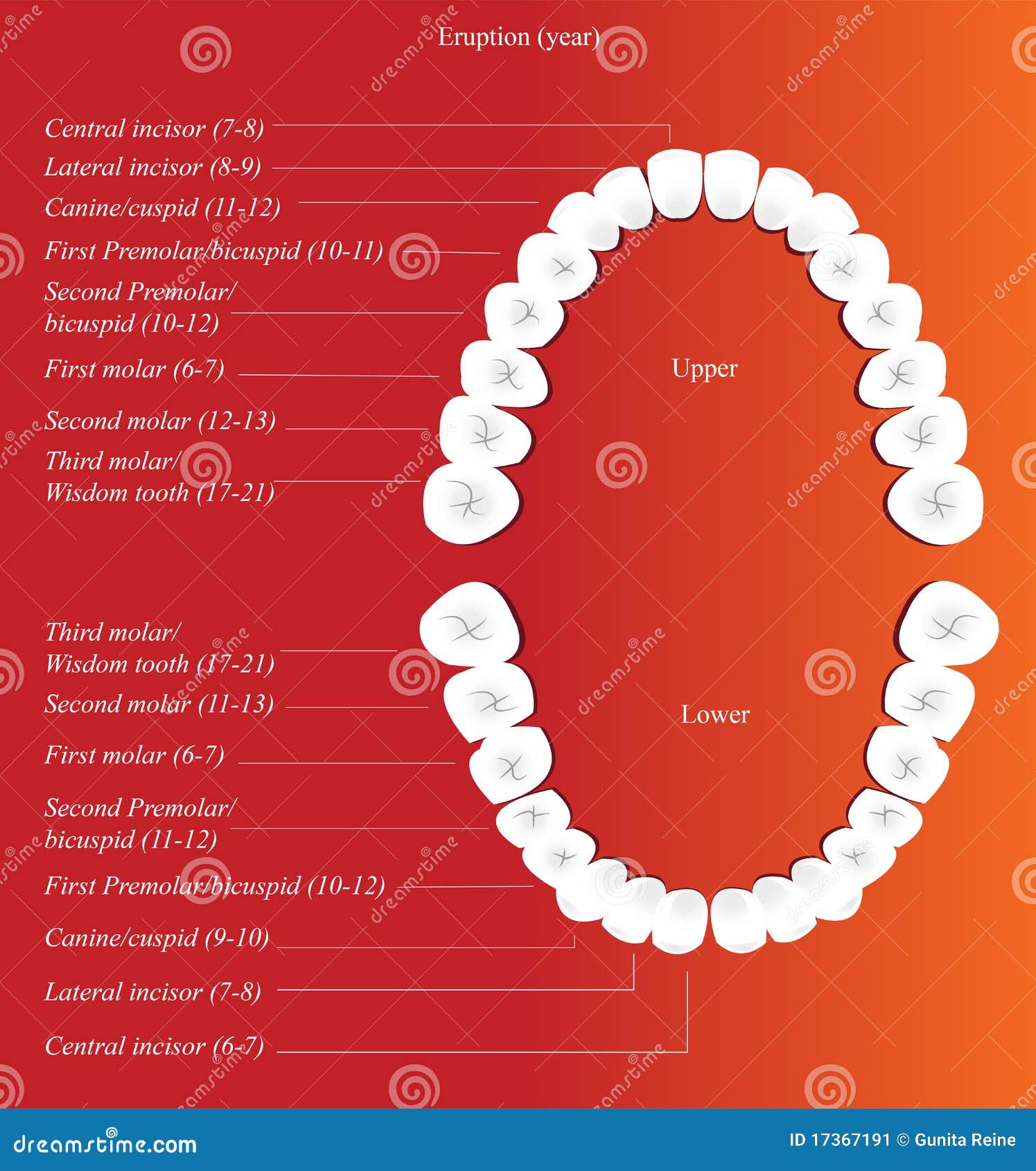 Dental Chart. Human Teeth With Roots Numbering Chart For Adult Teeth