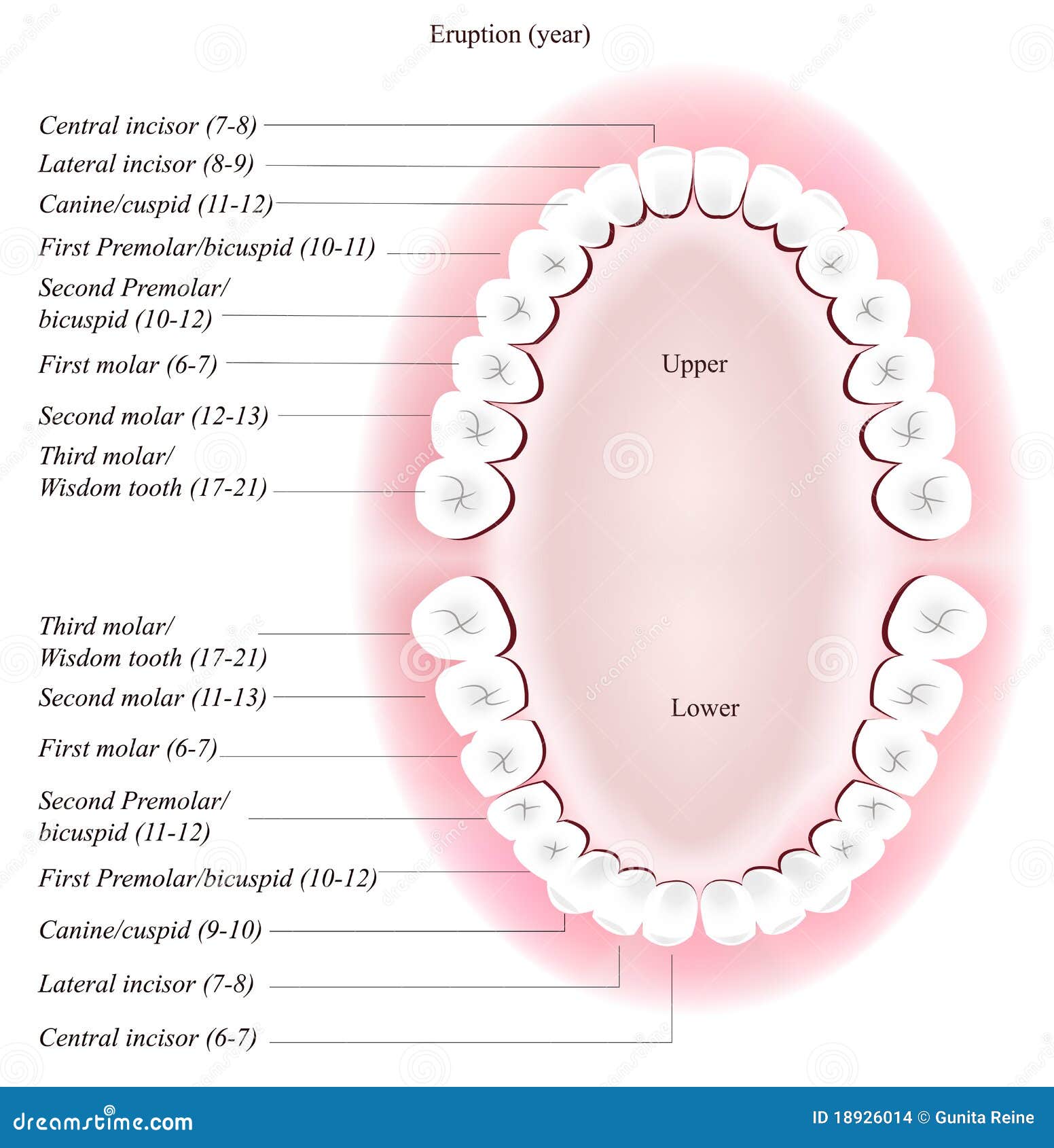 Dental Chart Human