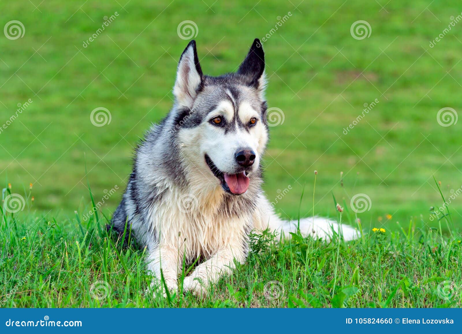 Adult Dog Breed Alaskan Malamute is on the Field Stock Photo - Image of  darling, malamute: 105824660