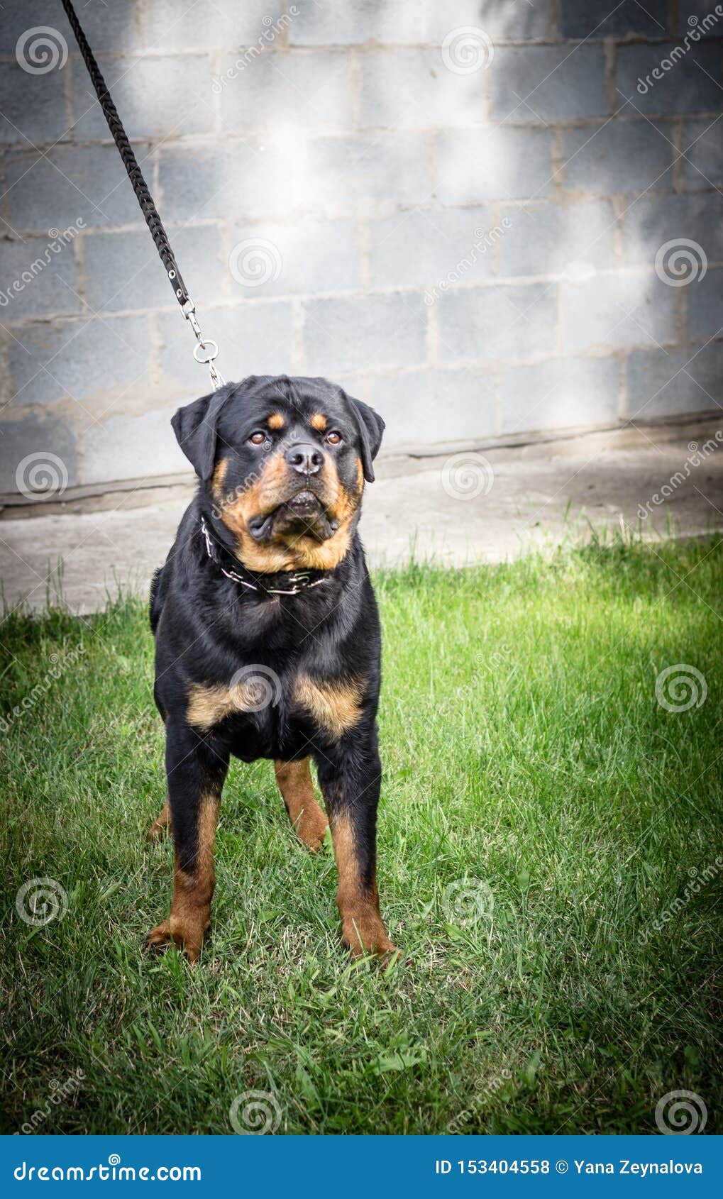 Adult Dog. Breed Rottweiler. Puppies. Stock Photo - Image ...