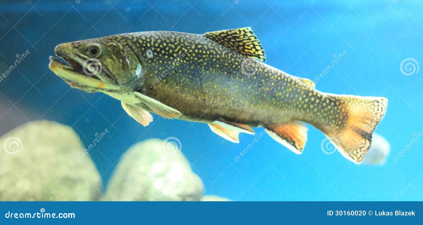 eastern brook trout