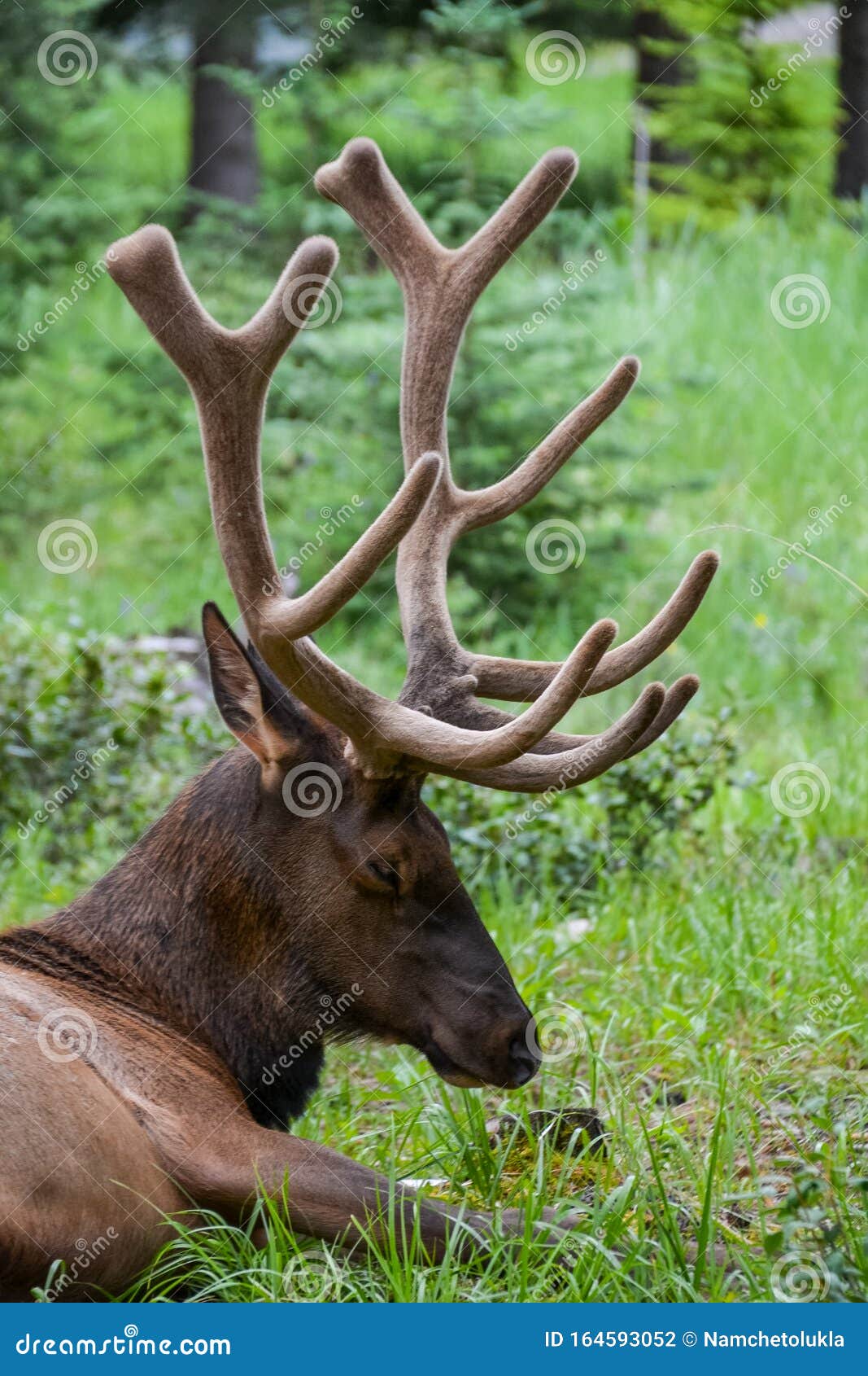 Elk Resting in the Pine Forest Stock Photo - Image of forest, color:  164593052