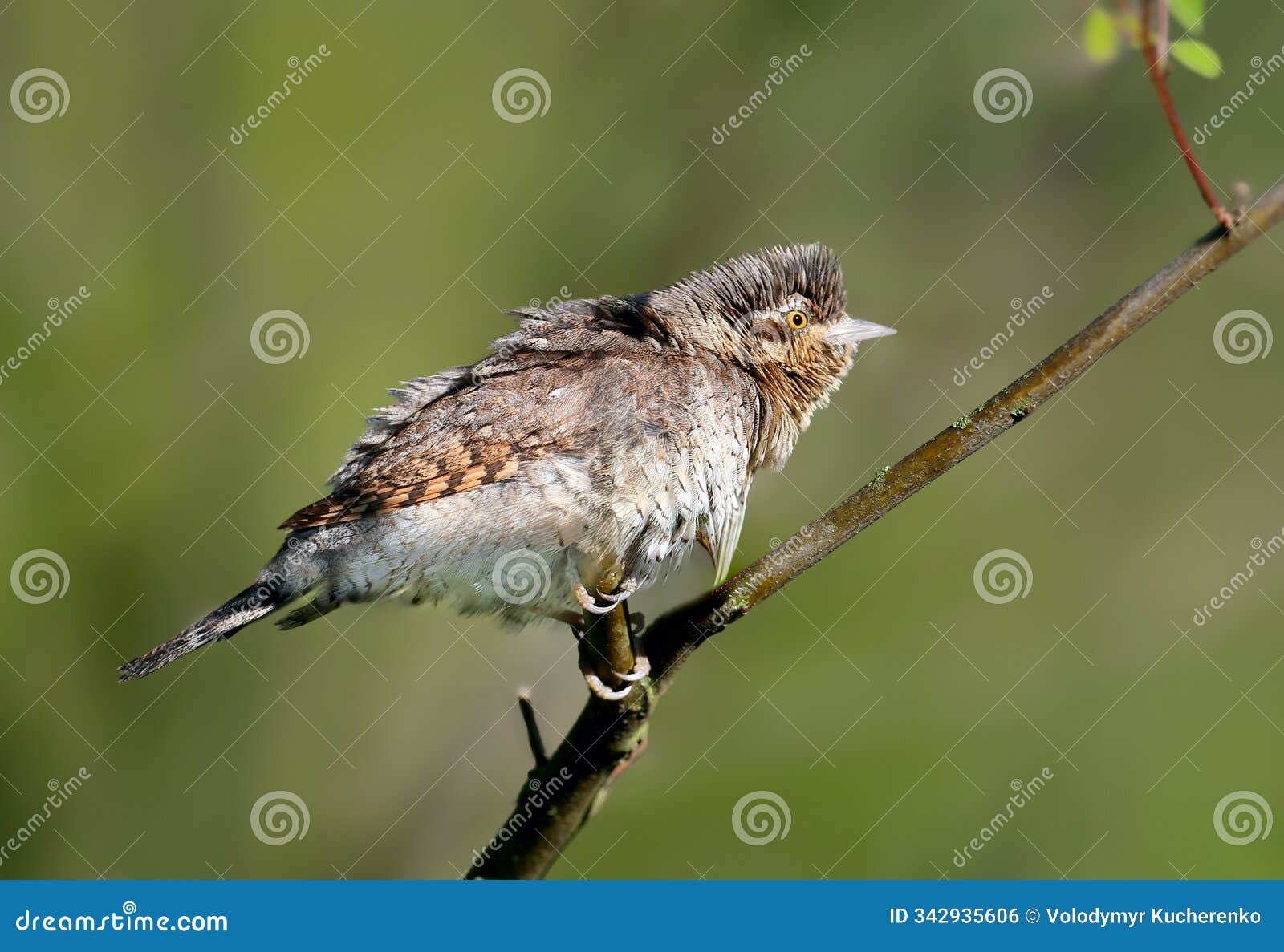 an adult eurasian wryneck