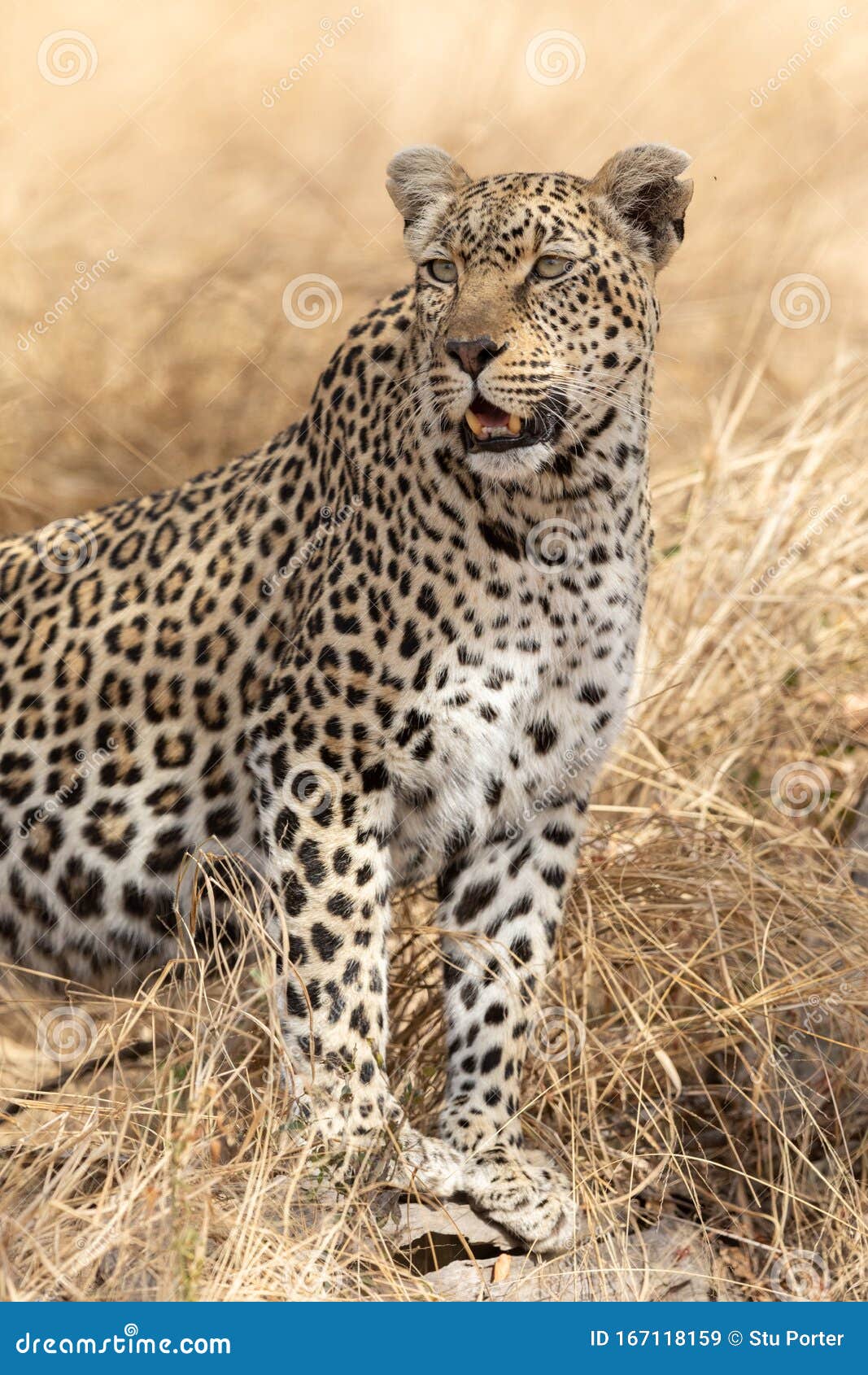 Adult Female African Leopard Standing Alert, South Africa Stock Image -  Image of watching, predator: 167118159