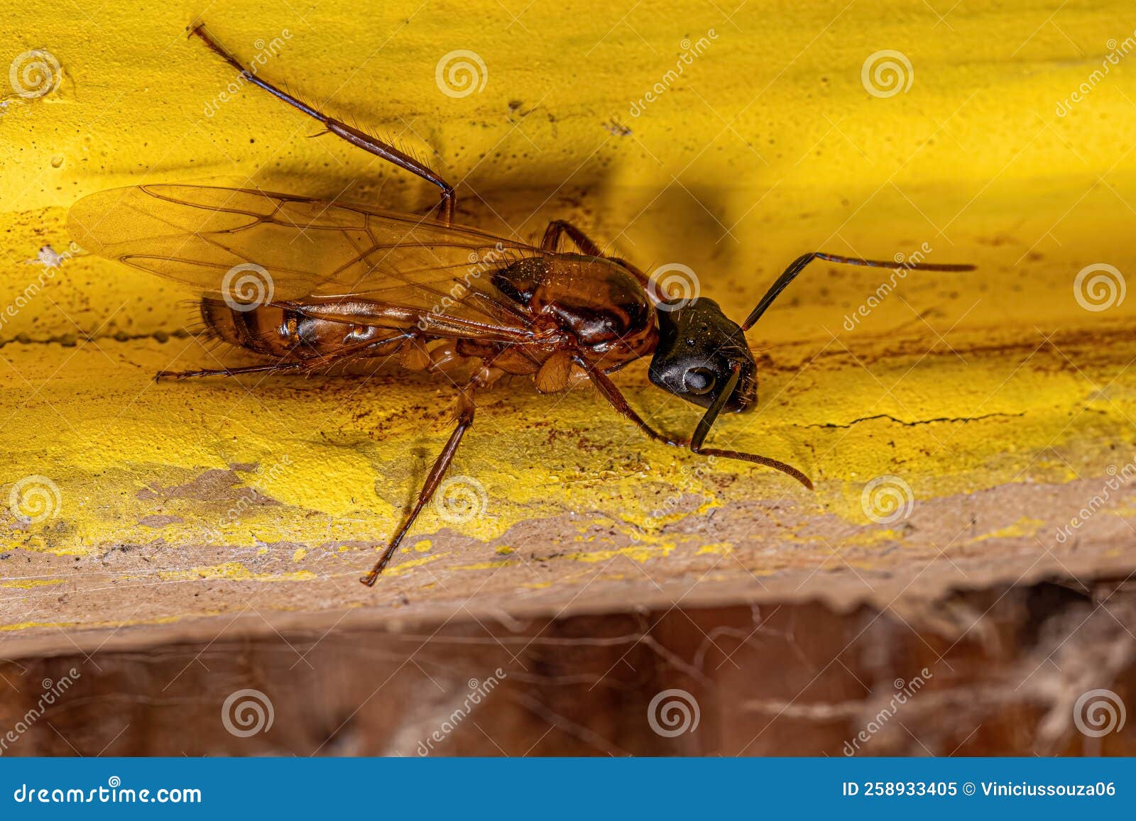 adult female carpenter queen ant