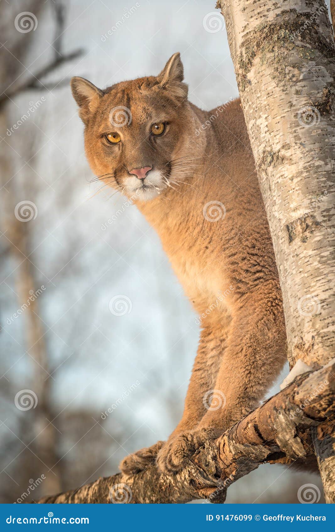 puma female