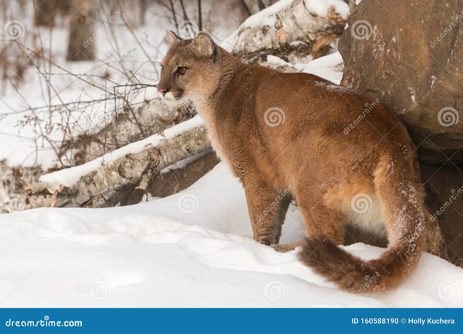 Adult Female Cougar Puma Concolor Stands Curling Tail Front of Den Winter Photo Image of catamount, lion: 160588190
