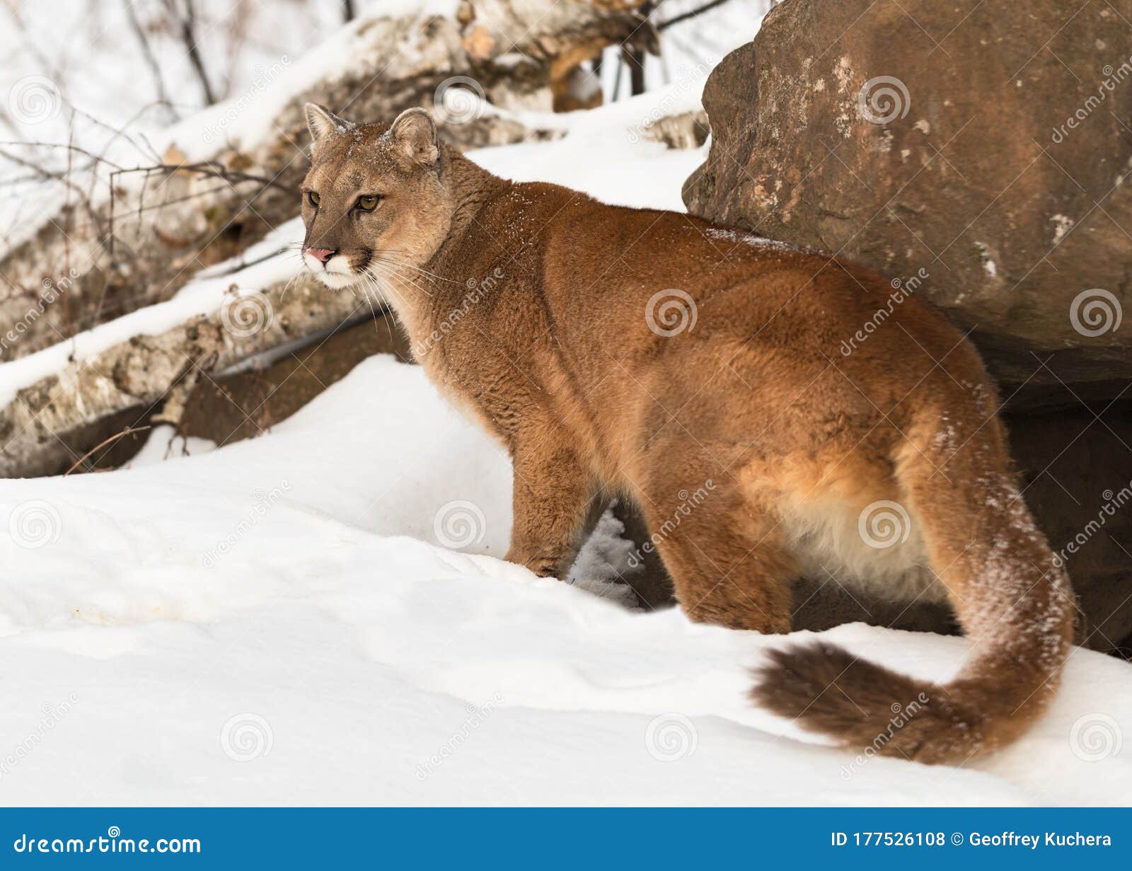 Female Cougar Puma Concolor Stares Out Turning at Den Winter Stock Photo - Image of outside, action: 177526108