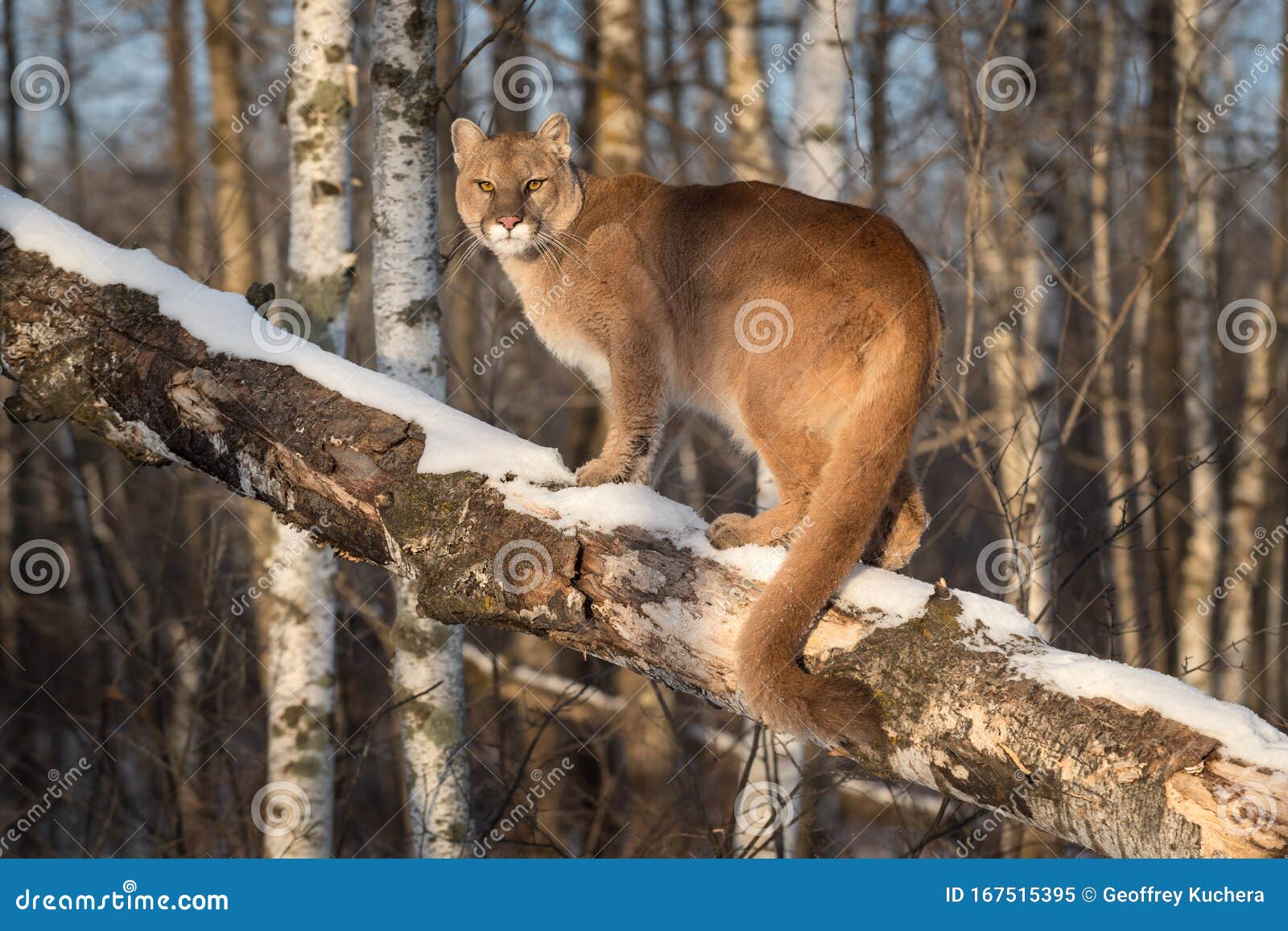 Puma Concolor, Cougar Or Mountain Lion Is A Large Wild Cat Of The ...