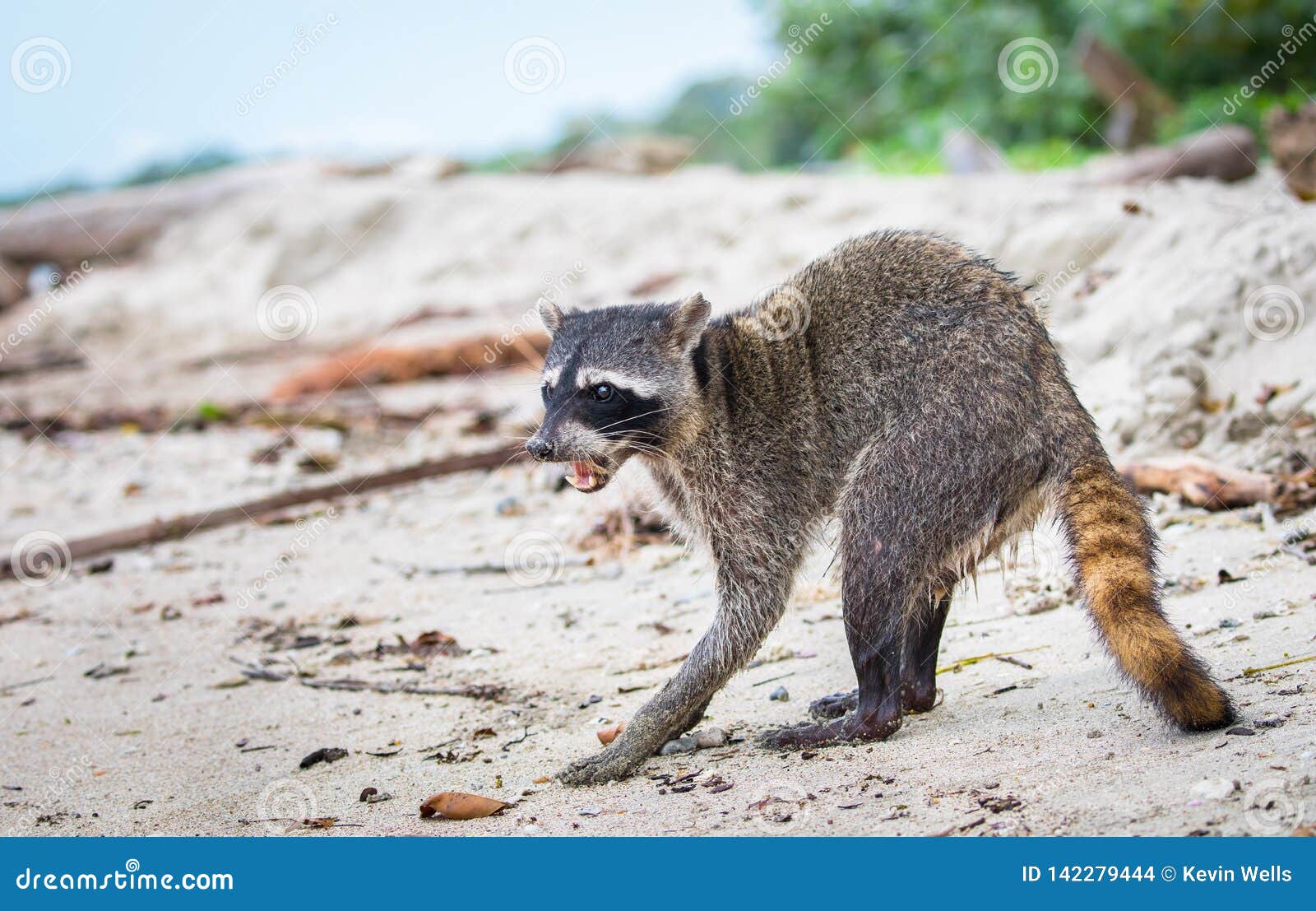 adult female raccoon procyon lotor on the beach