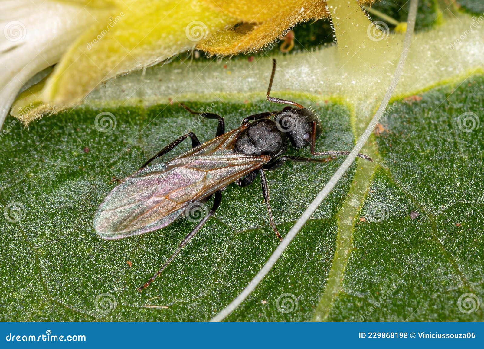 Adult Female Winged Carpenter Ant Stock Photo - Image of sugar