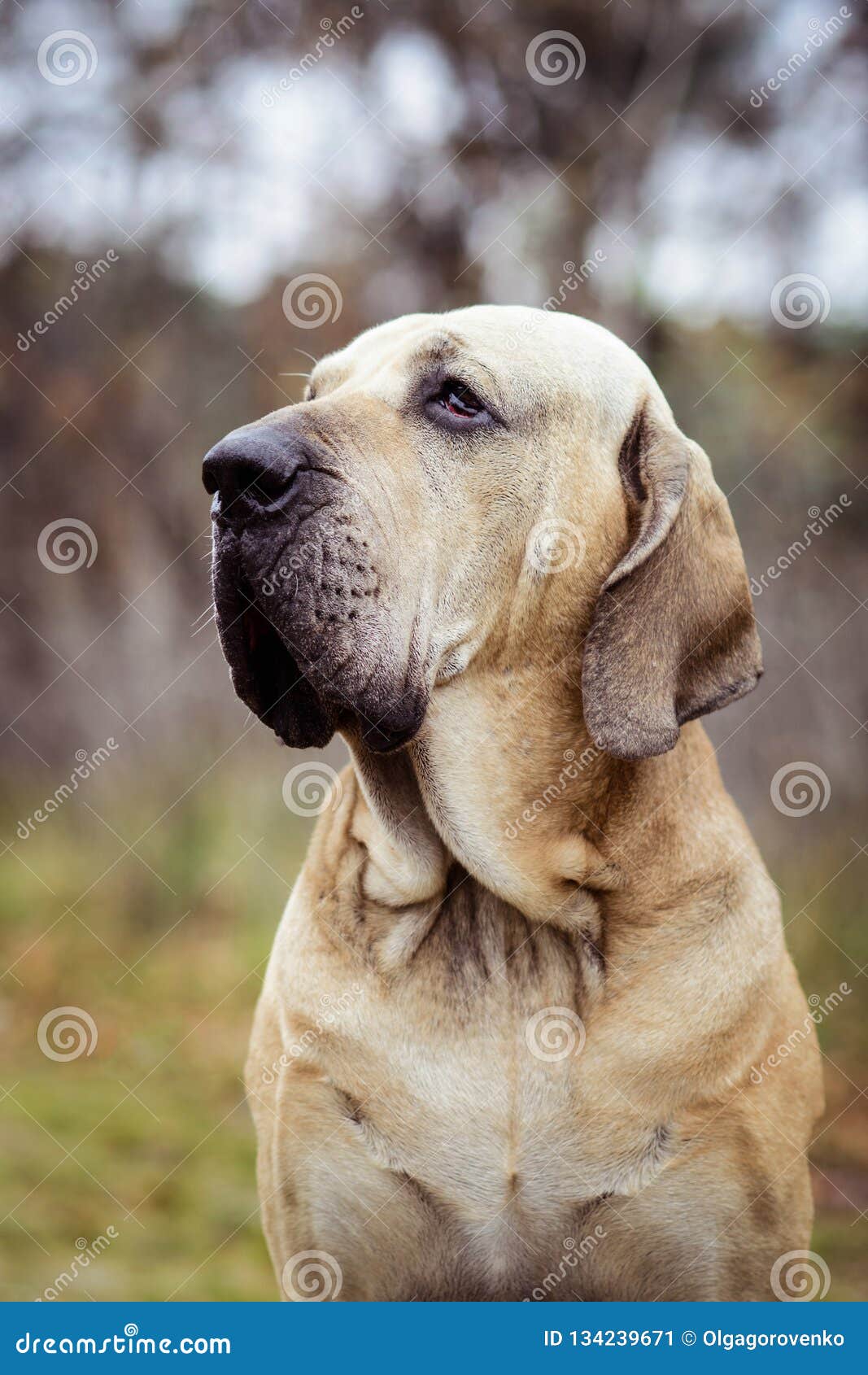 Fila Brasileiro Dog Portrait, Autumn Scene Stock Image - Image of