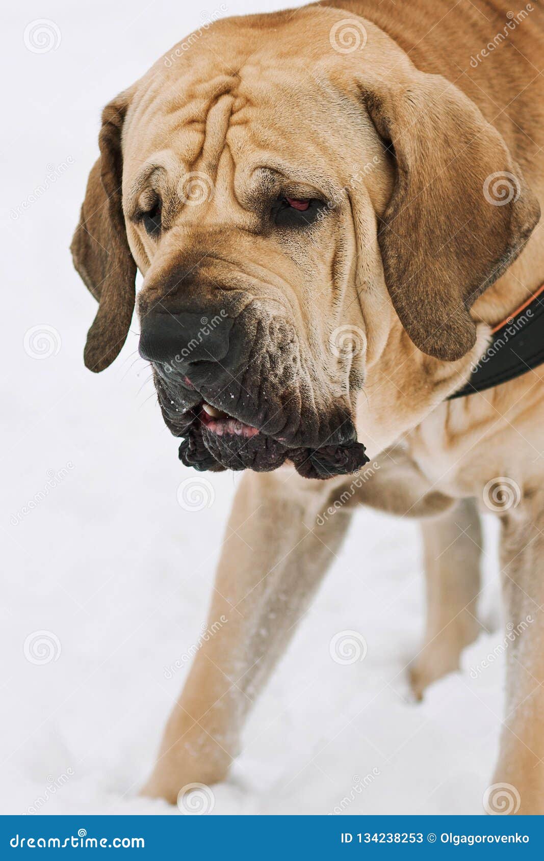 Pjece at styre hvile Adult Fila Brasileiro Brazilian Mastiff Winter Portrait Stock Image - Image  of brasileiro, mastiff: 134238253