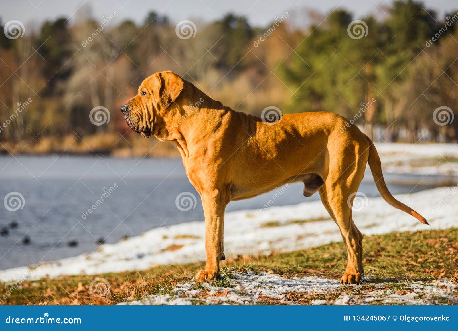 adult fila brasileiro brazilian mastiff winter portrait