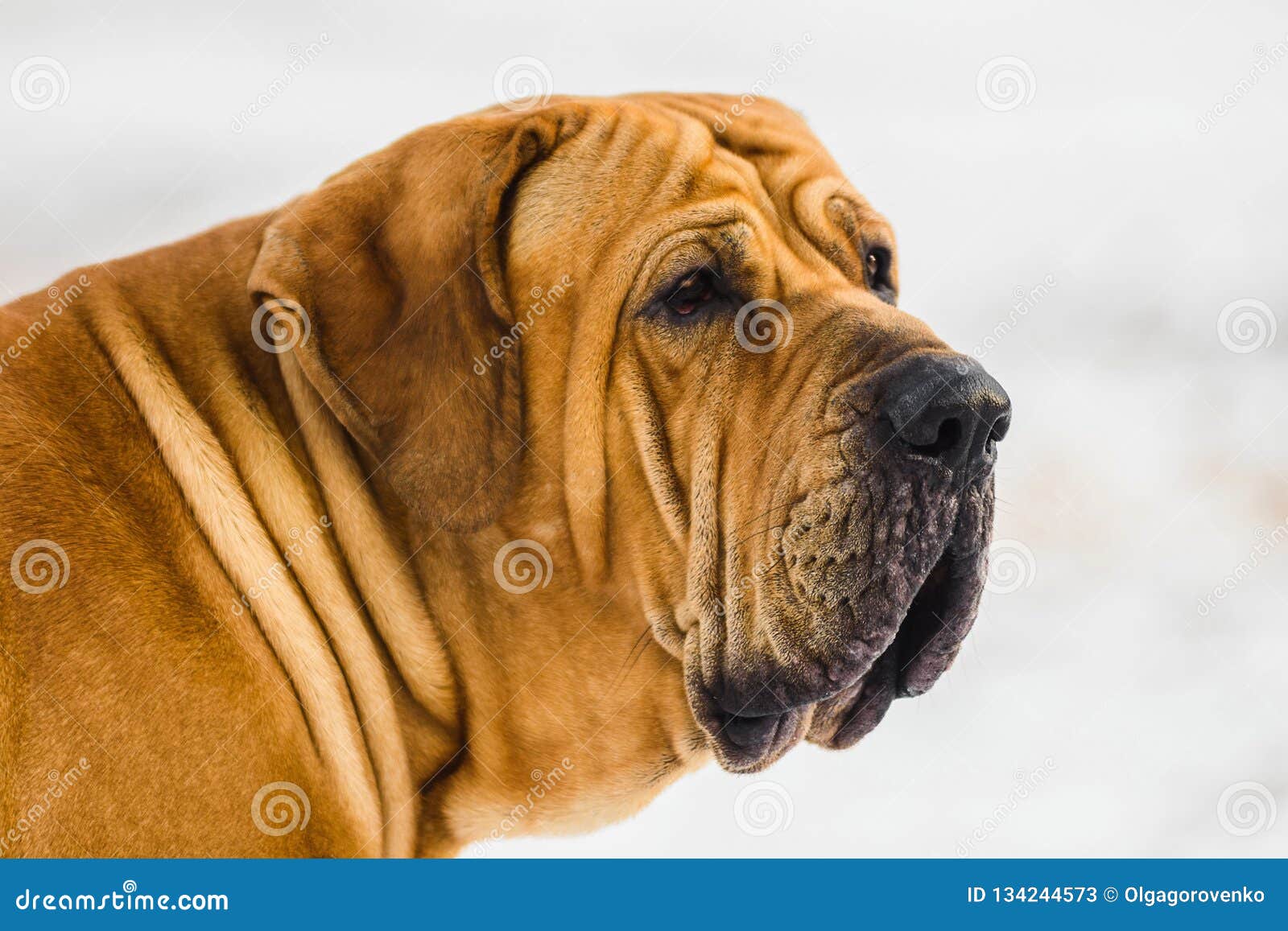 Fila Brasileiro Dog Portrait, Autumn Scene Stock Photo - Image of  attentive, game: 134239354