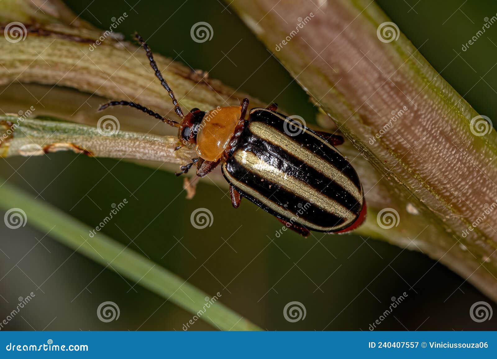 Adult Dog Flea Under Microscope 40x Magnification RoyaltyFree Stock