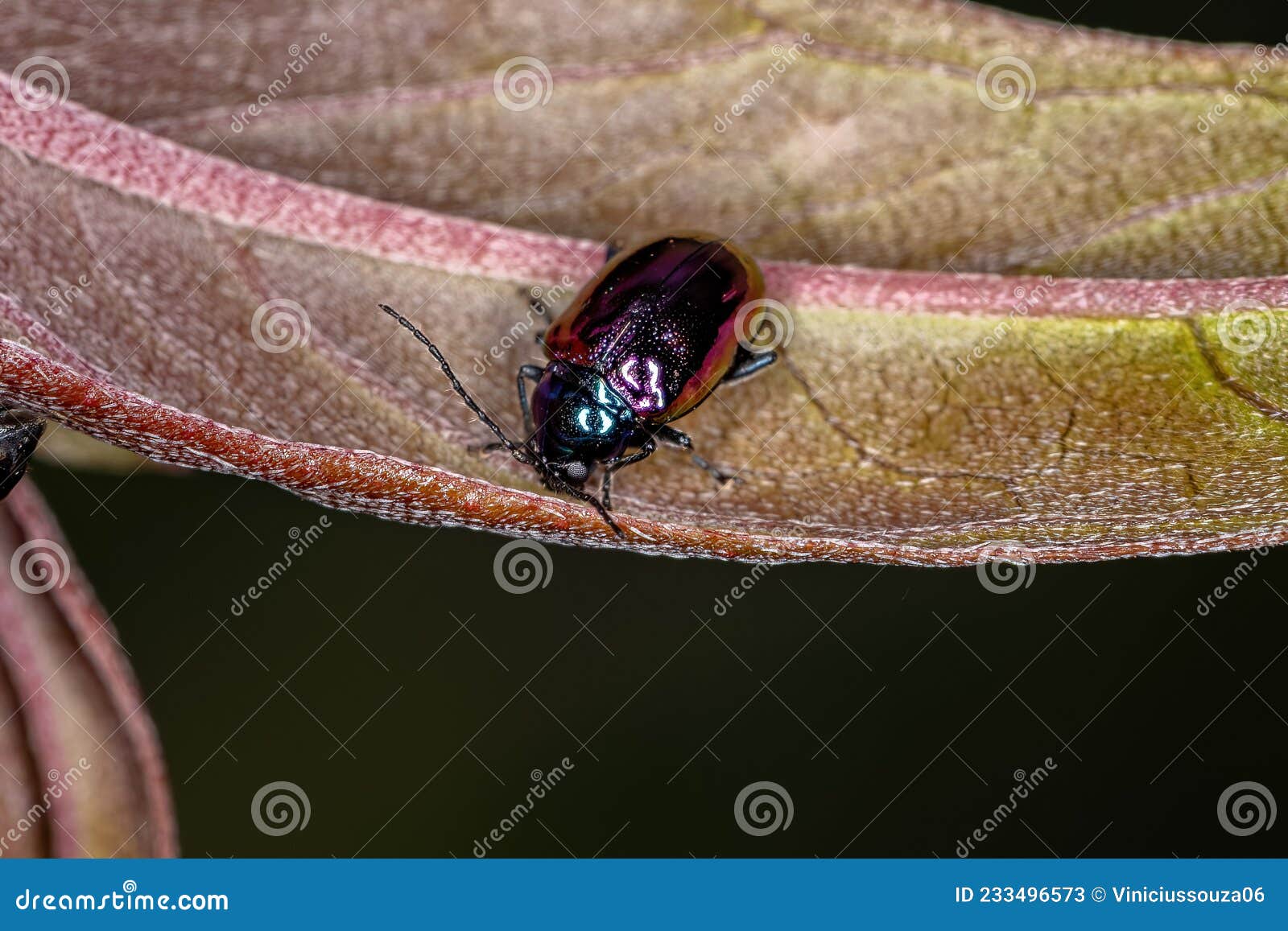Adult Dog Flea Under Microscope 40x Magnification RoyaltyFree Stock
