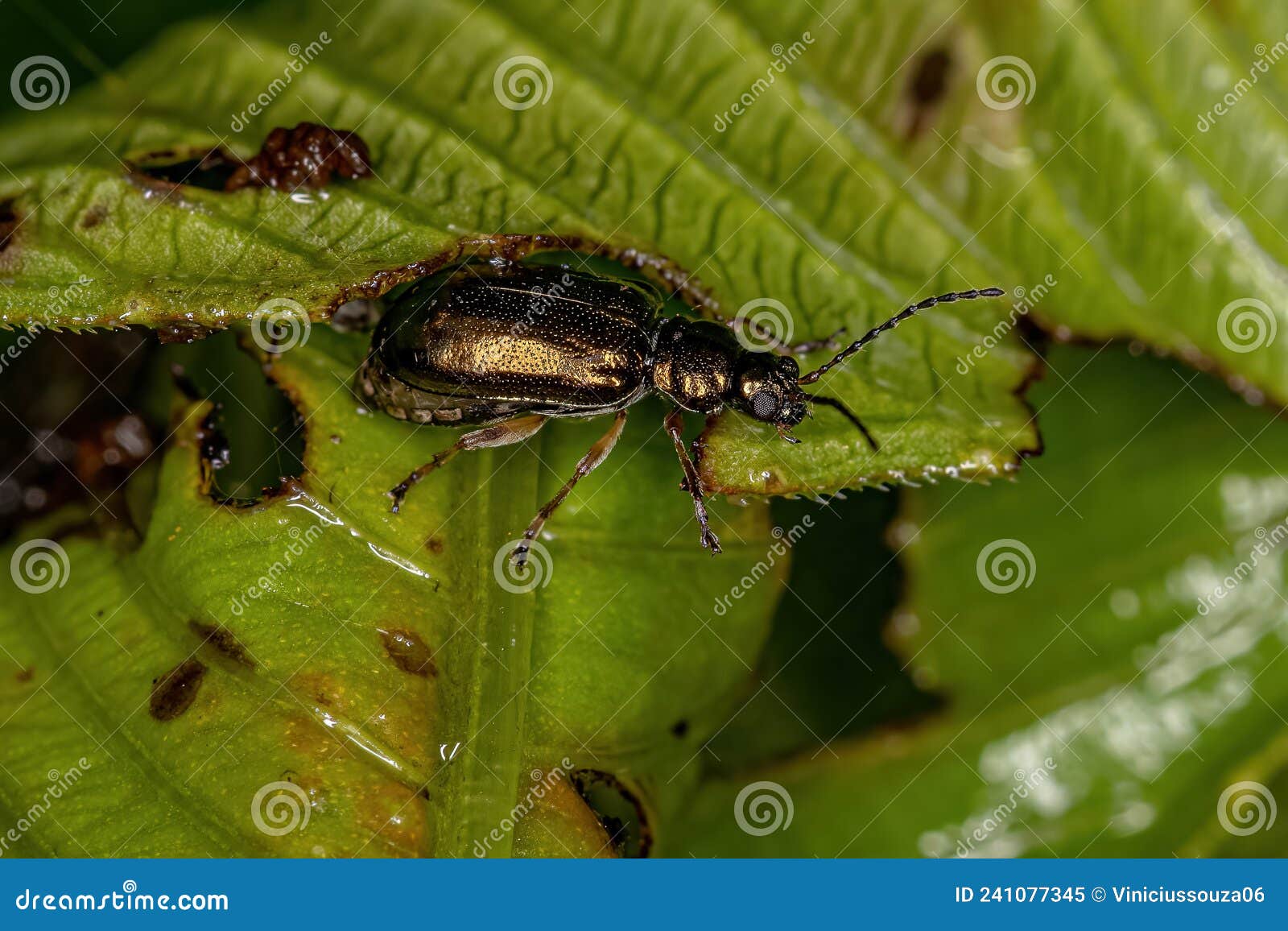 Adult Dog Flea Under Microscope 40x Magnification RoyaltyFree Stock