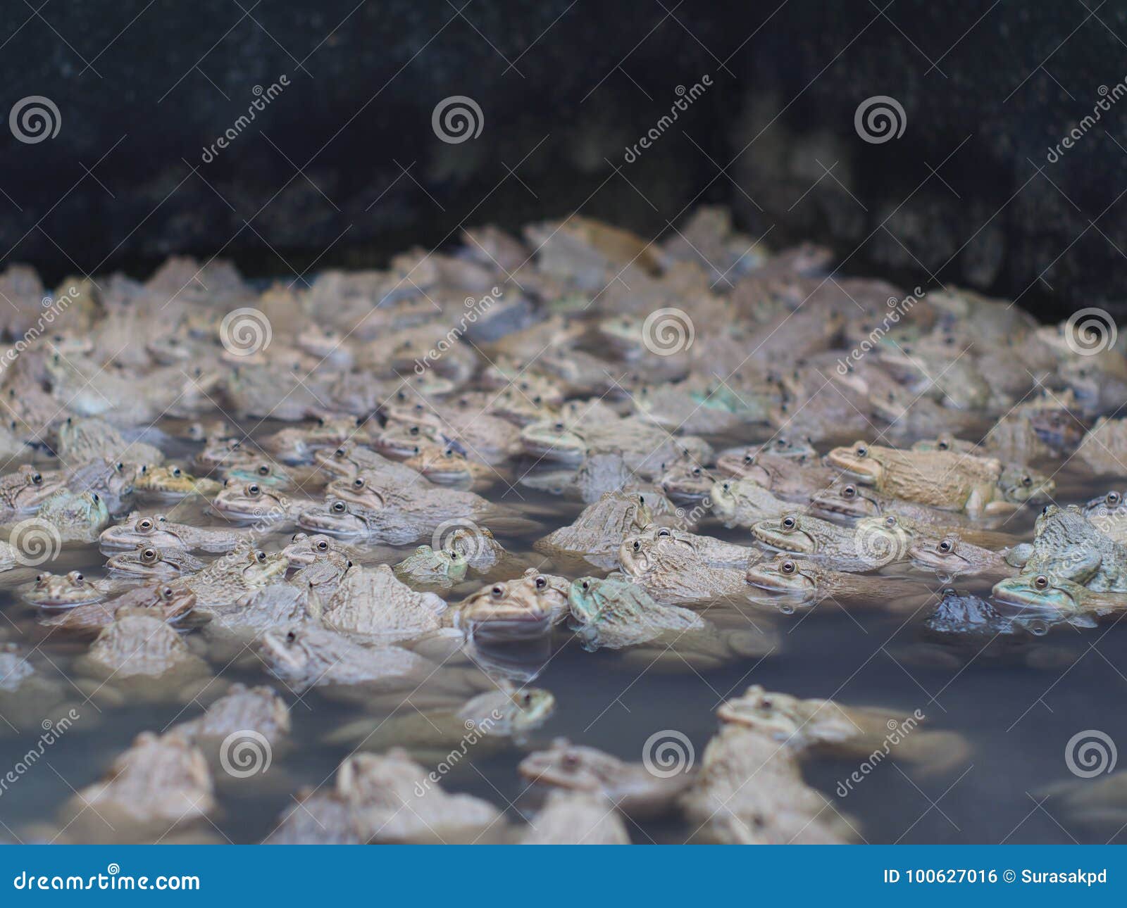 Adult Frogs in Farm Pond for Breeding and Sell in Thailand. Stock Photo