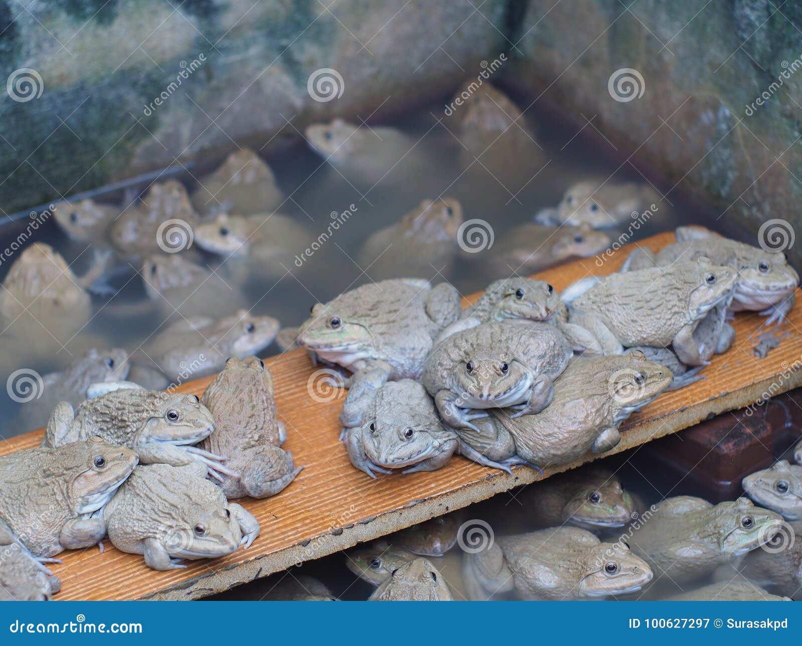 Adult Frogs in Farm Pond for Breeding and Sell in Thailand. Stock Image