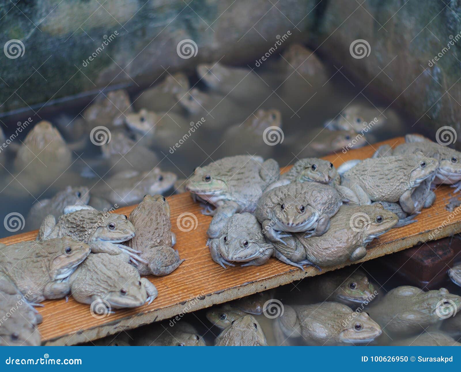 Adult Frogs in Farm Pond for Breeding and Sell in Thailand. Stock Photo