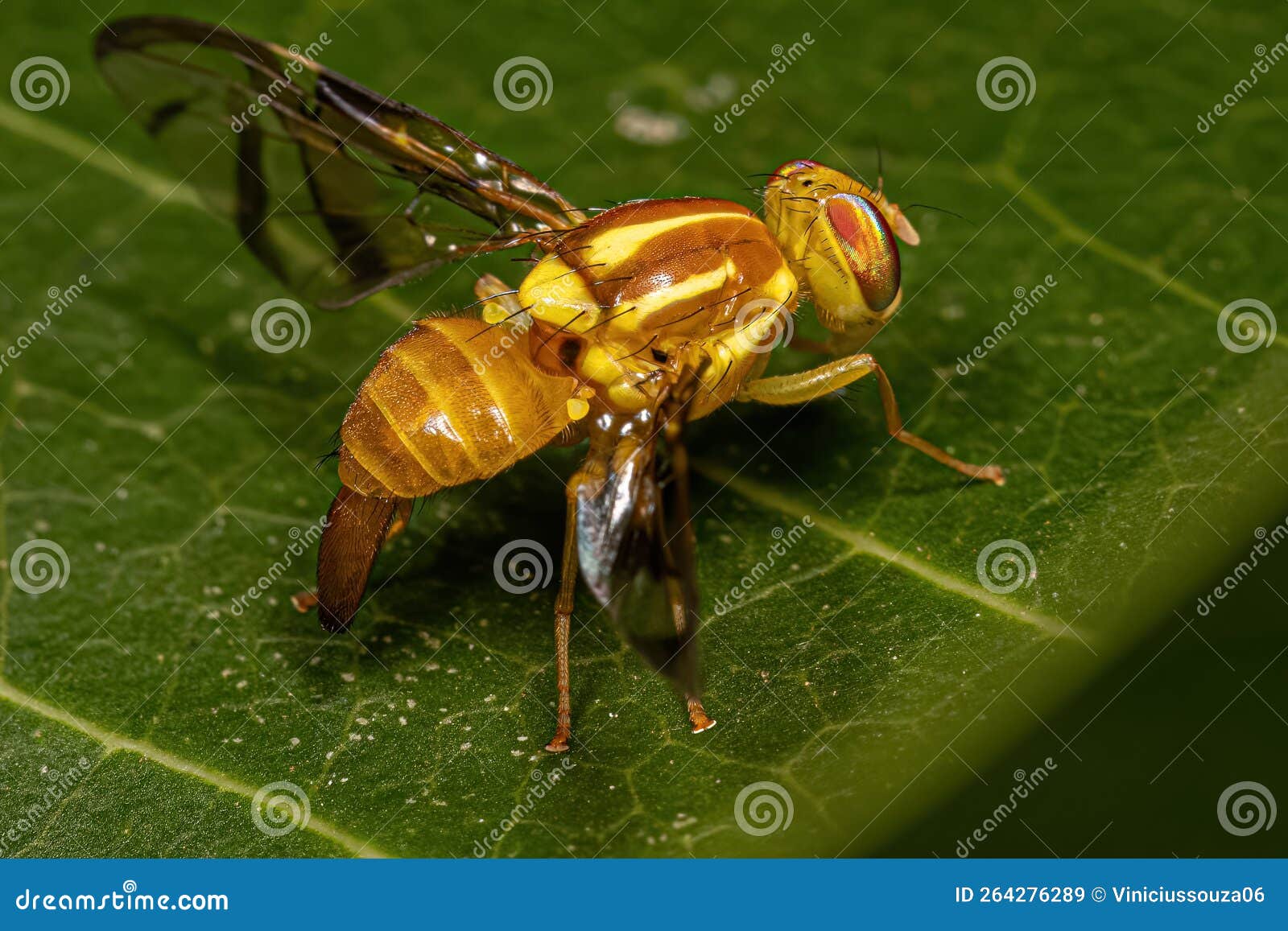 Adult Fruit Fly stock image. Image of insects, brachycera 264276289