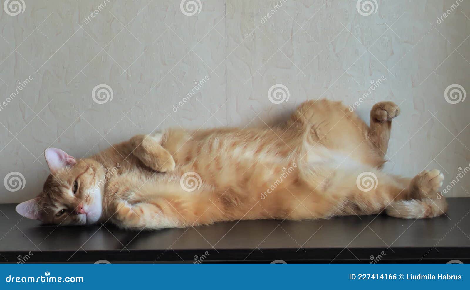 Adult Ginger Cat Sleeps Upside Down on the Table Stock Footage Video of feline, rest 227414166