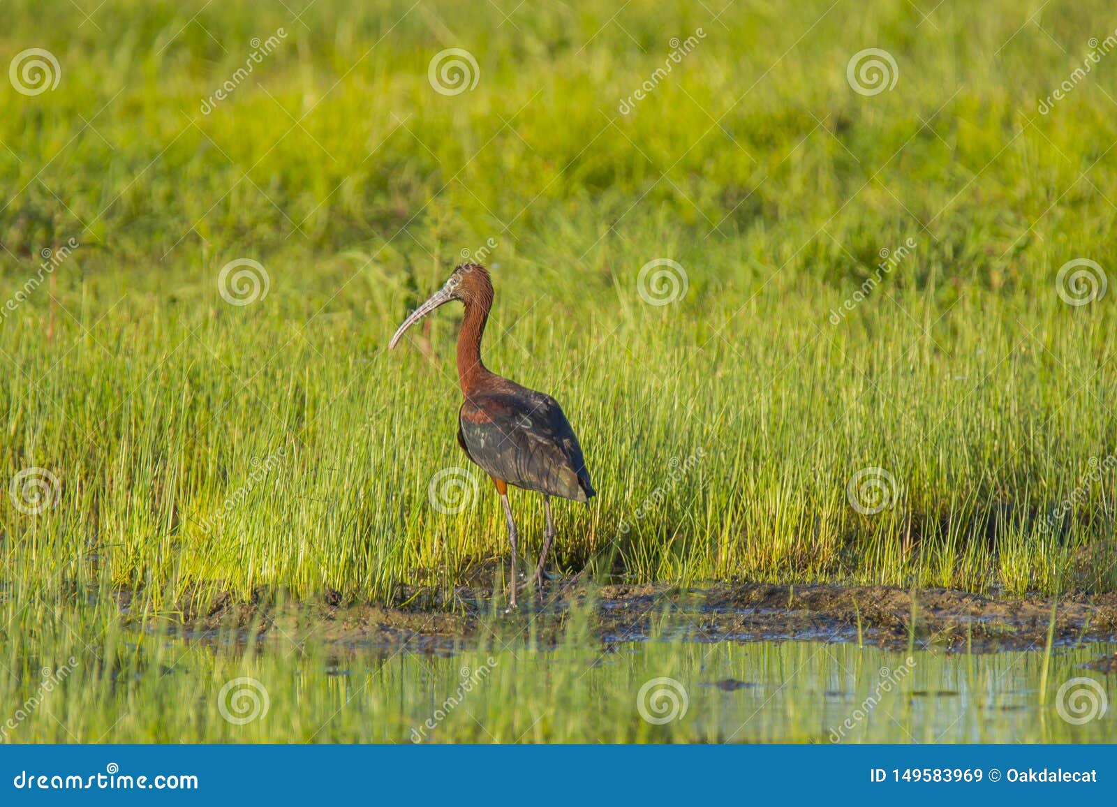 adult glossy ibis standing on edge of mudflat