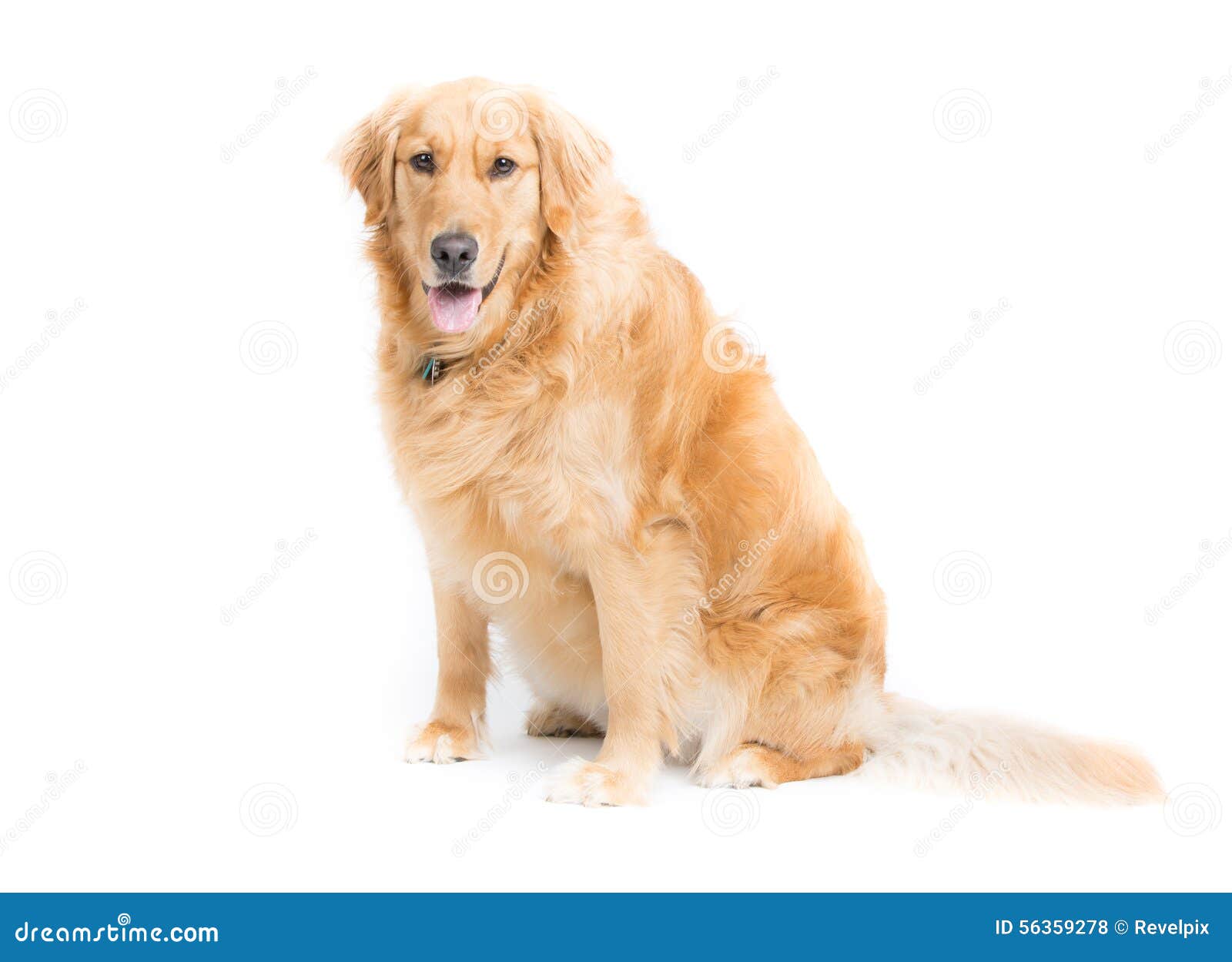 Overweight Golden Retriever Stock Photos Free & RoyaltyFree Stock
