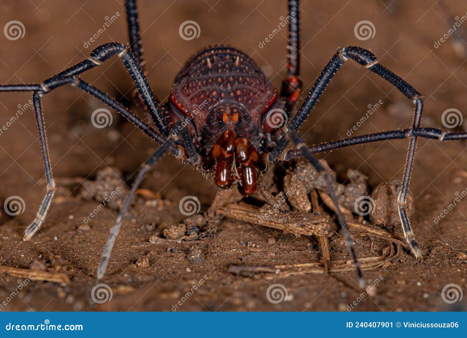 adult gonyleptid harvestmen