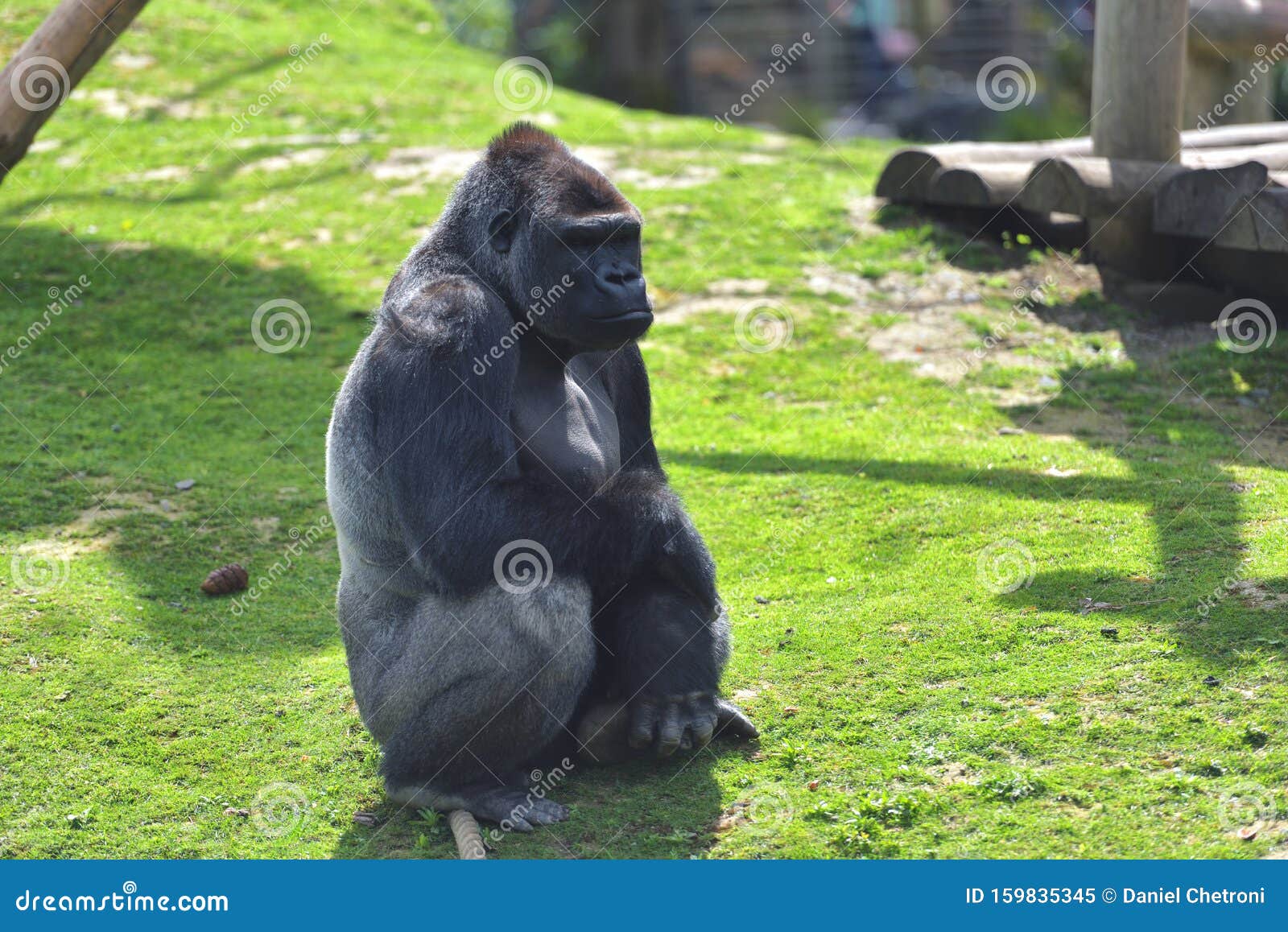 green gorilla montebello green gorilla montebello