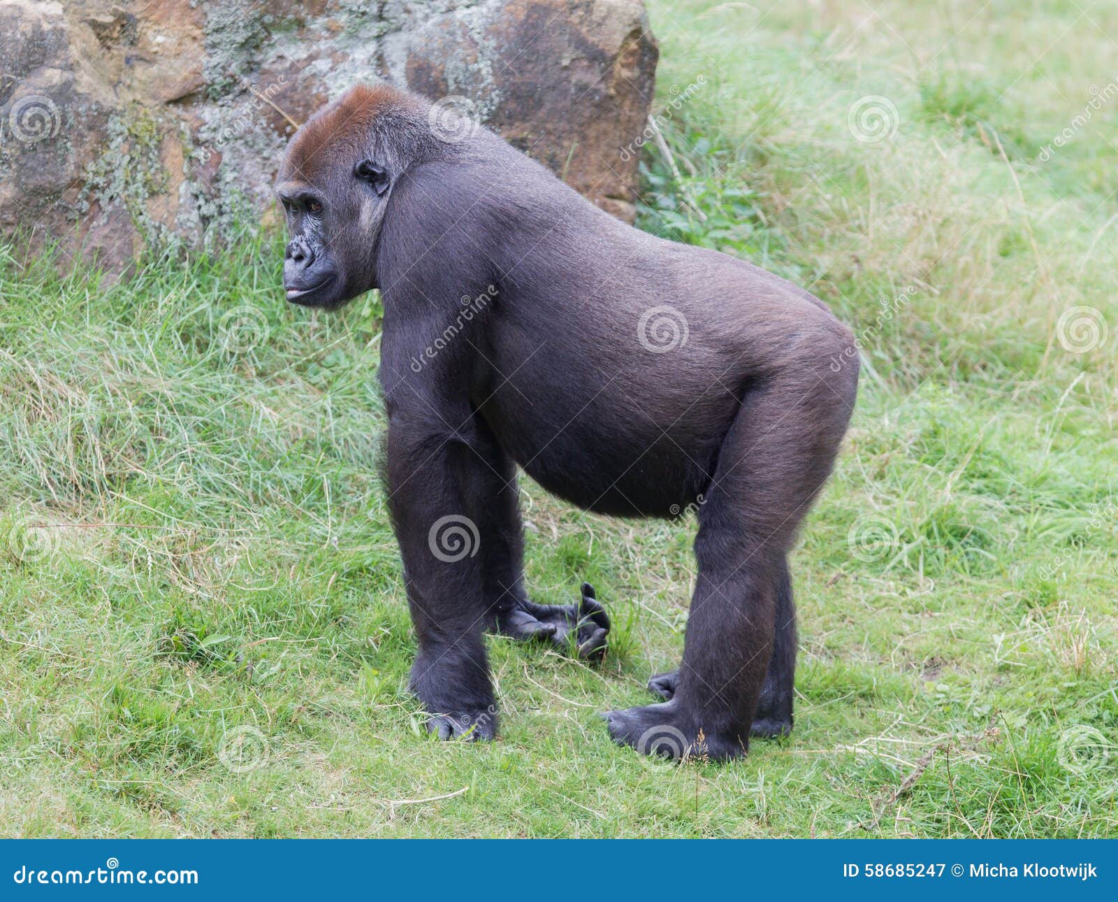 Adult gorilla resting stock image. Image of rainforest 58685247