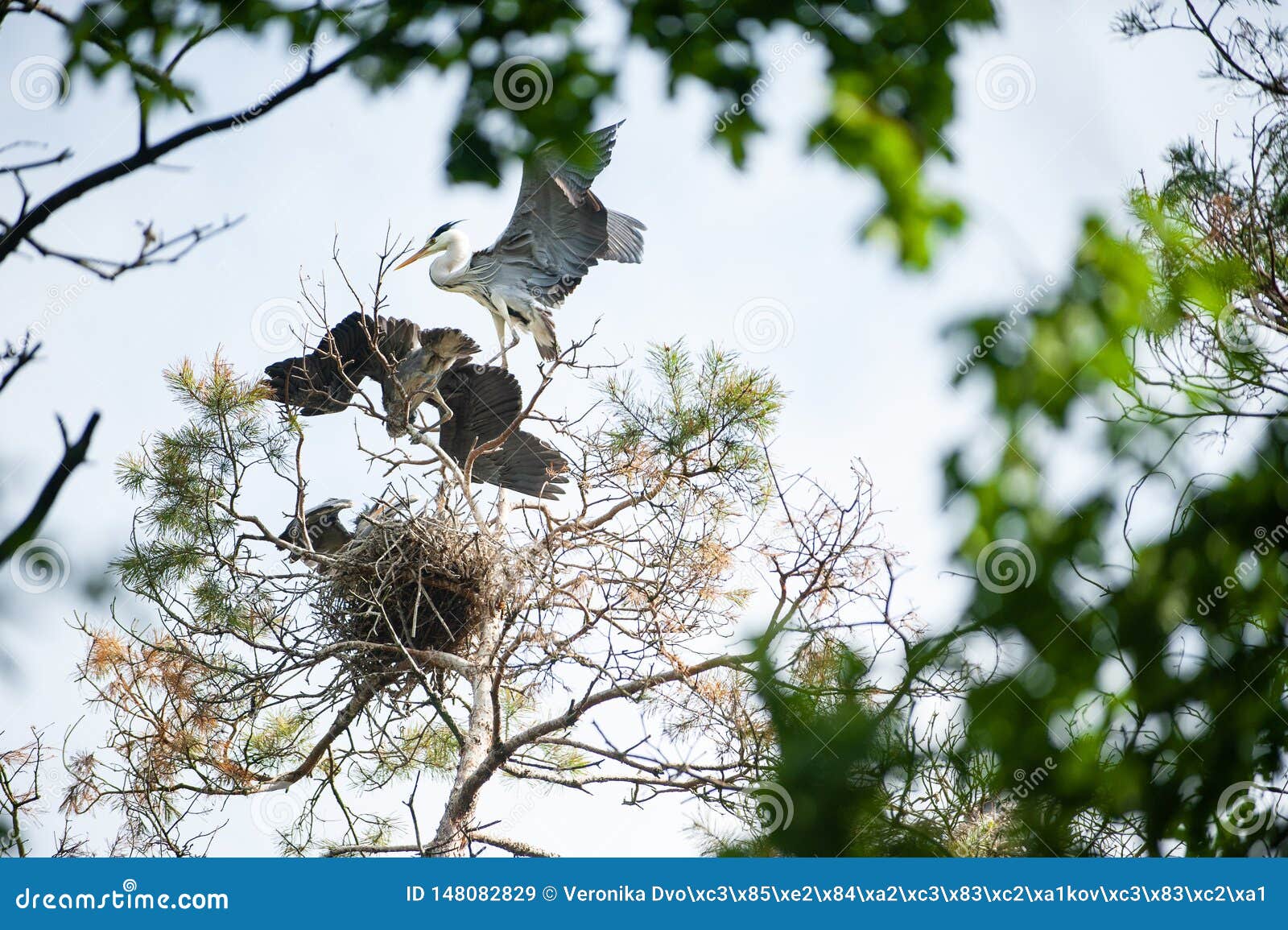 adult gray heron in nest with young herons at feeding