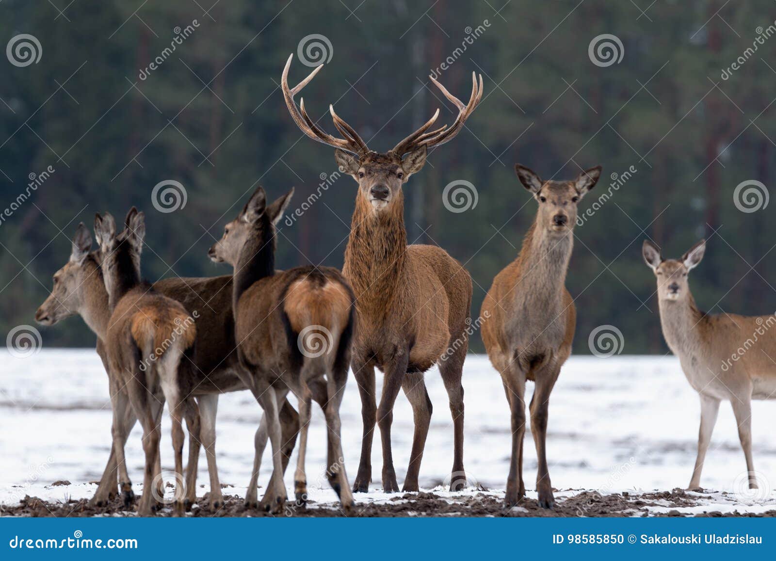 adult great deer cervus elaphus, dedicated depth of focus, surrounded by herd. noble red deer, standing in belorussian forest. p