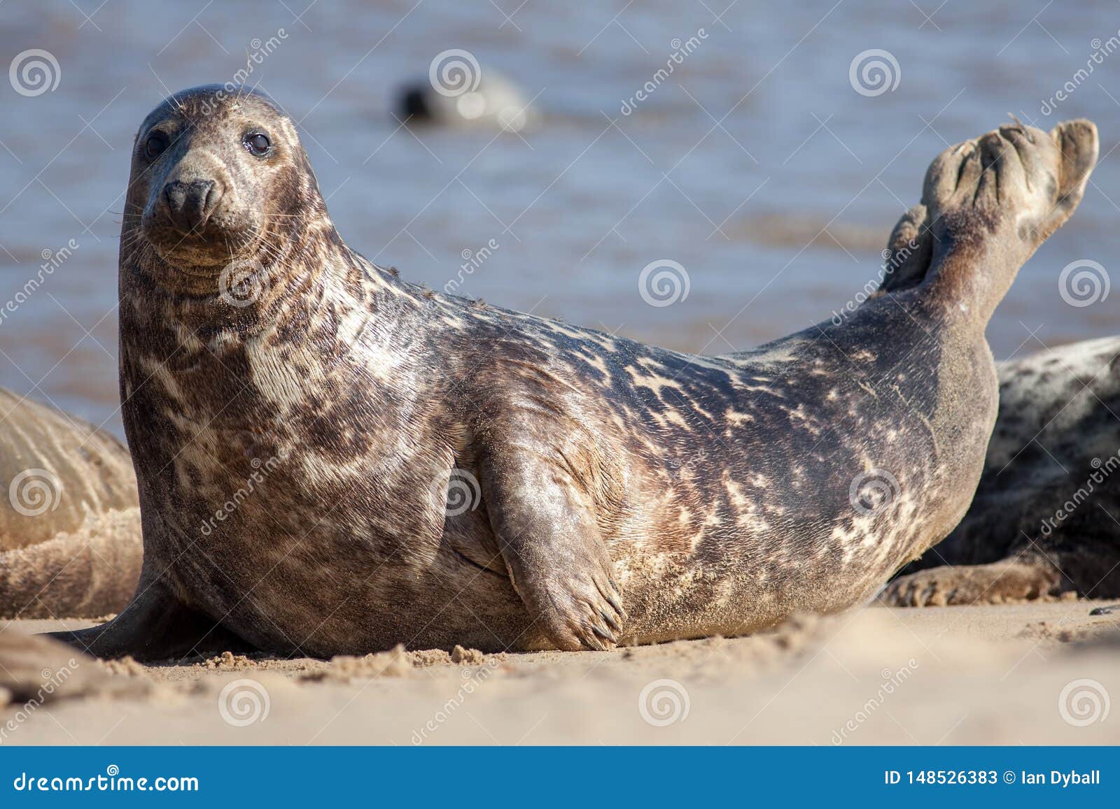 adult grey seal halichoerus grypus, marine mammal wildlife portrait image