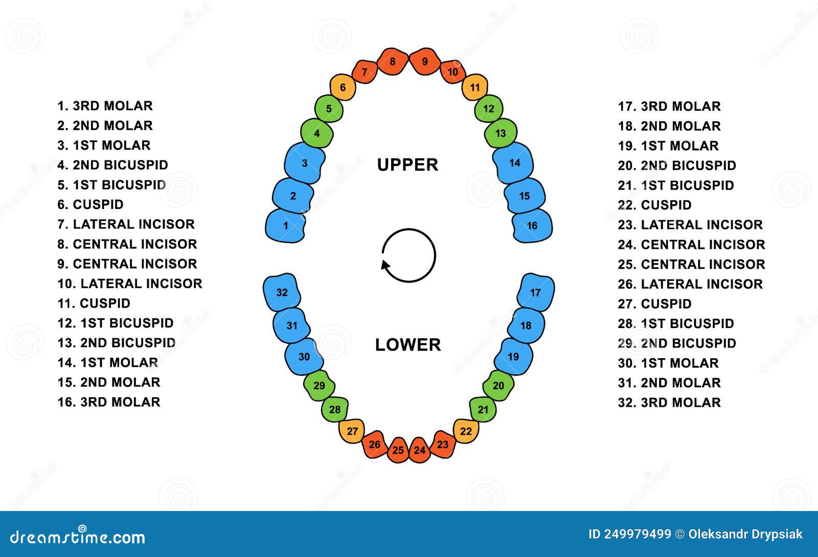 Human Teeth Numbers