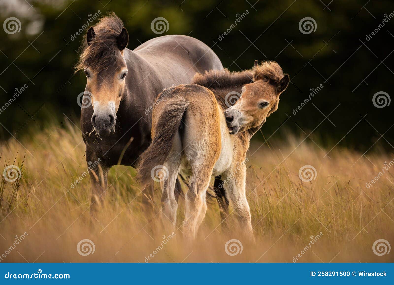 adult and a juvenil exmoor horse breed pony in a closeup shot