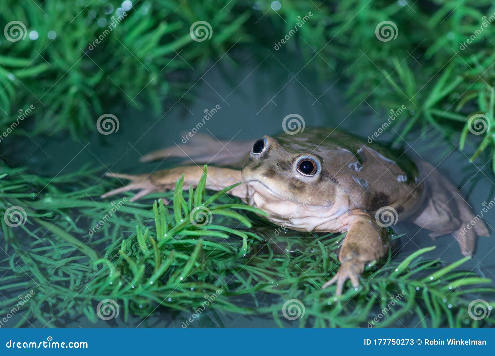 lake titicaca frog